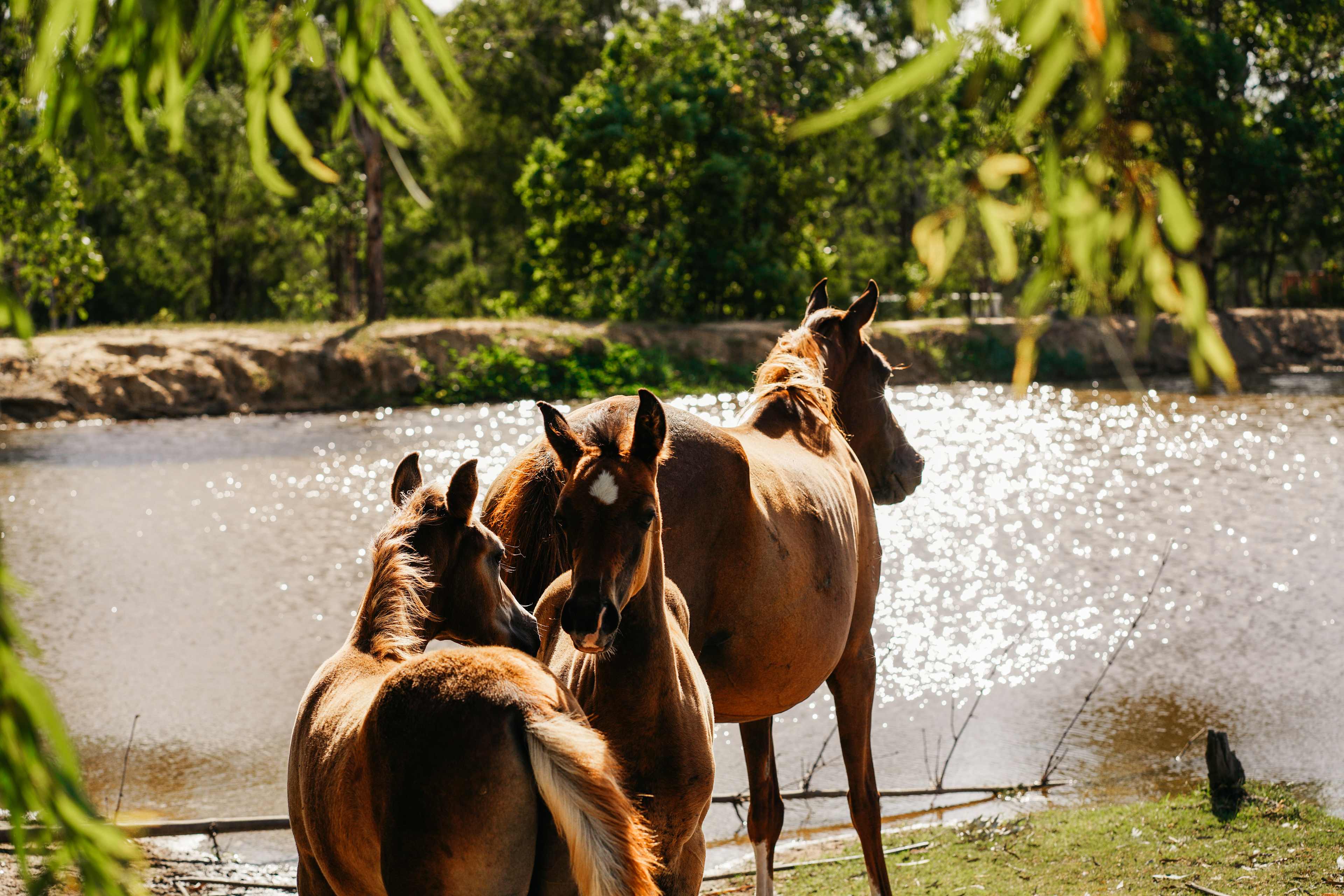 the foals coming for a visit