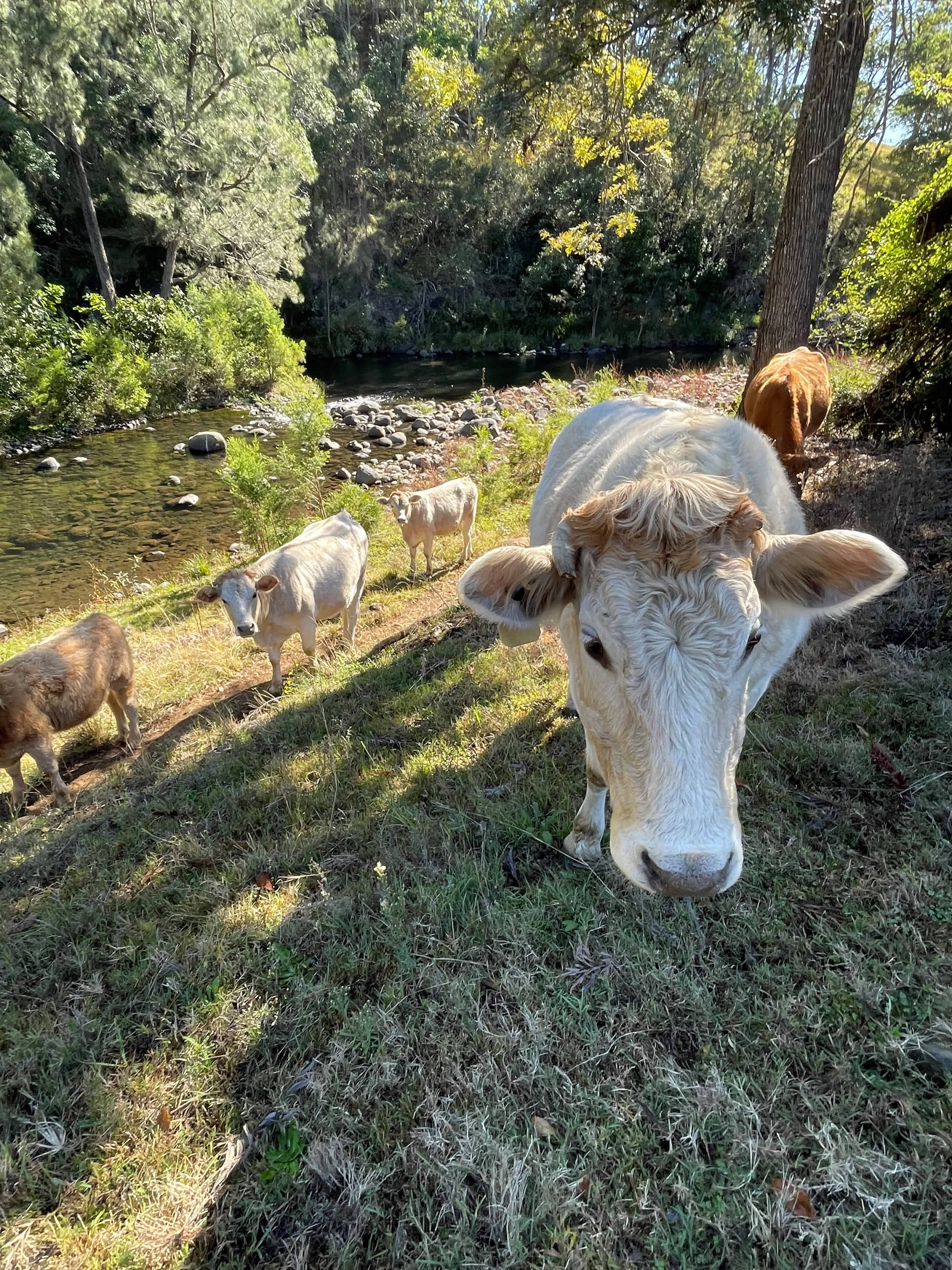 Sarabah Creek Camping