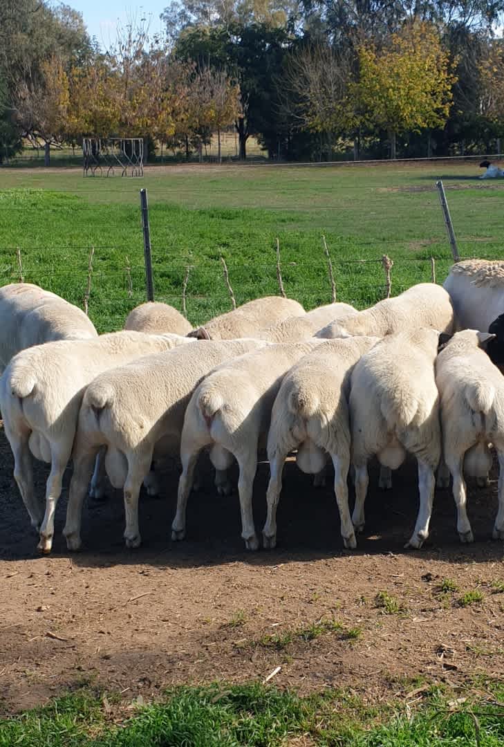 Goulburn Downs