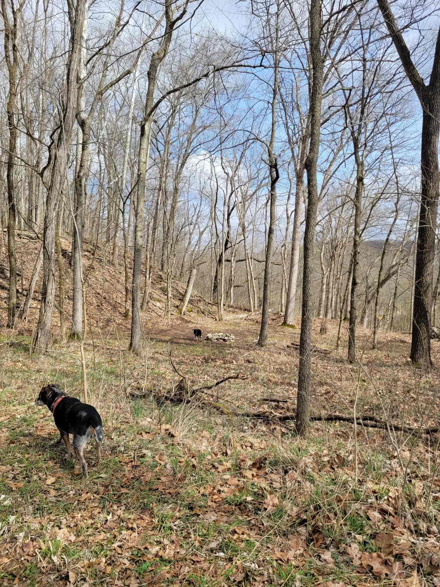 Lower Vista (dogs not included)