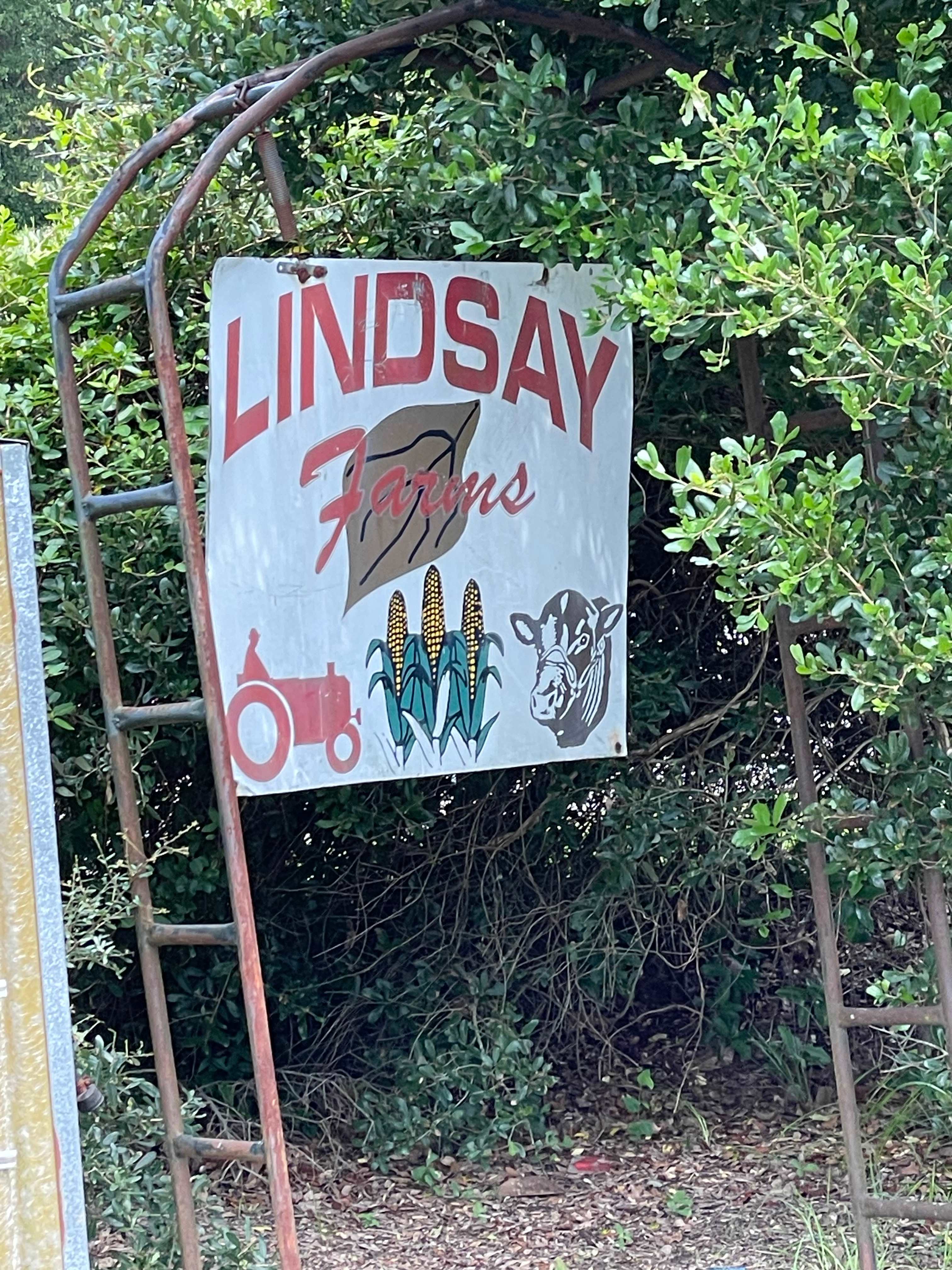 Lindsay Grapes