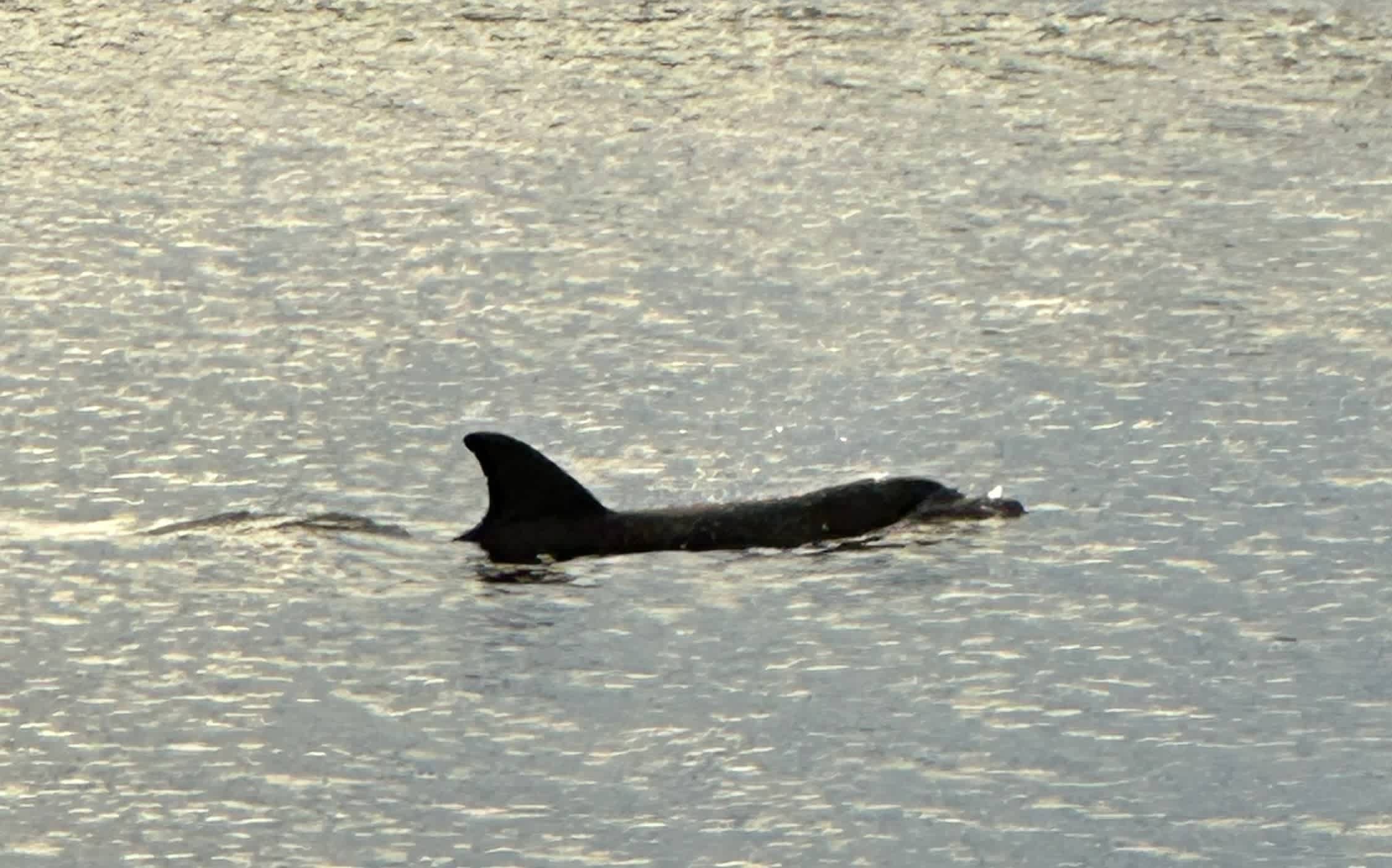 Goodwood Island River Camp & Stay