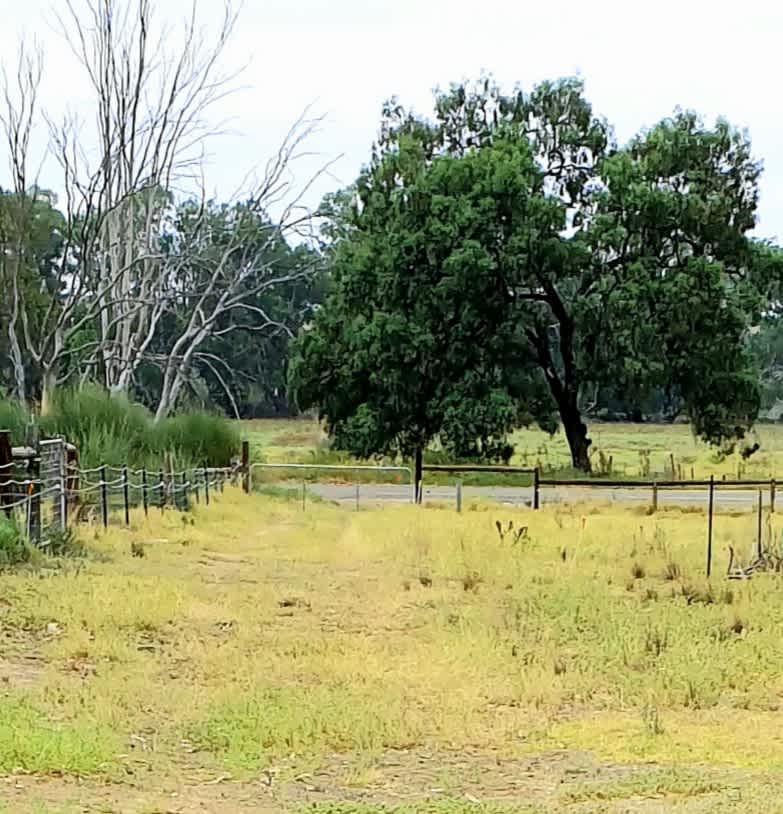 Carolyn's Farm