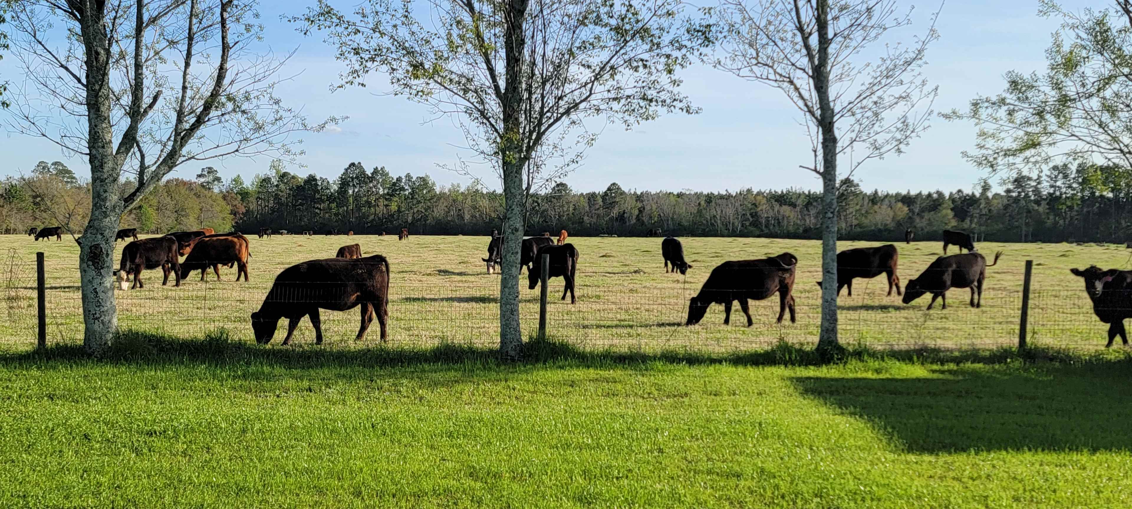 The Neighbors