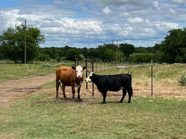 Miniature Cows Farm