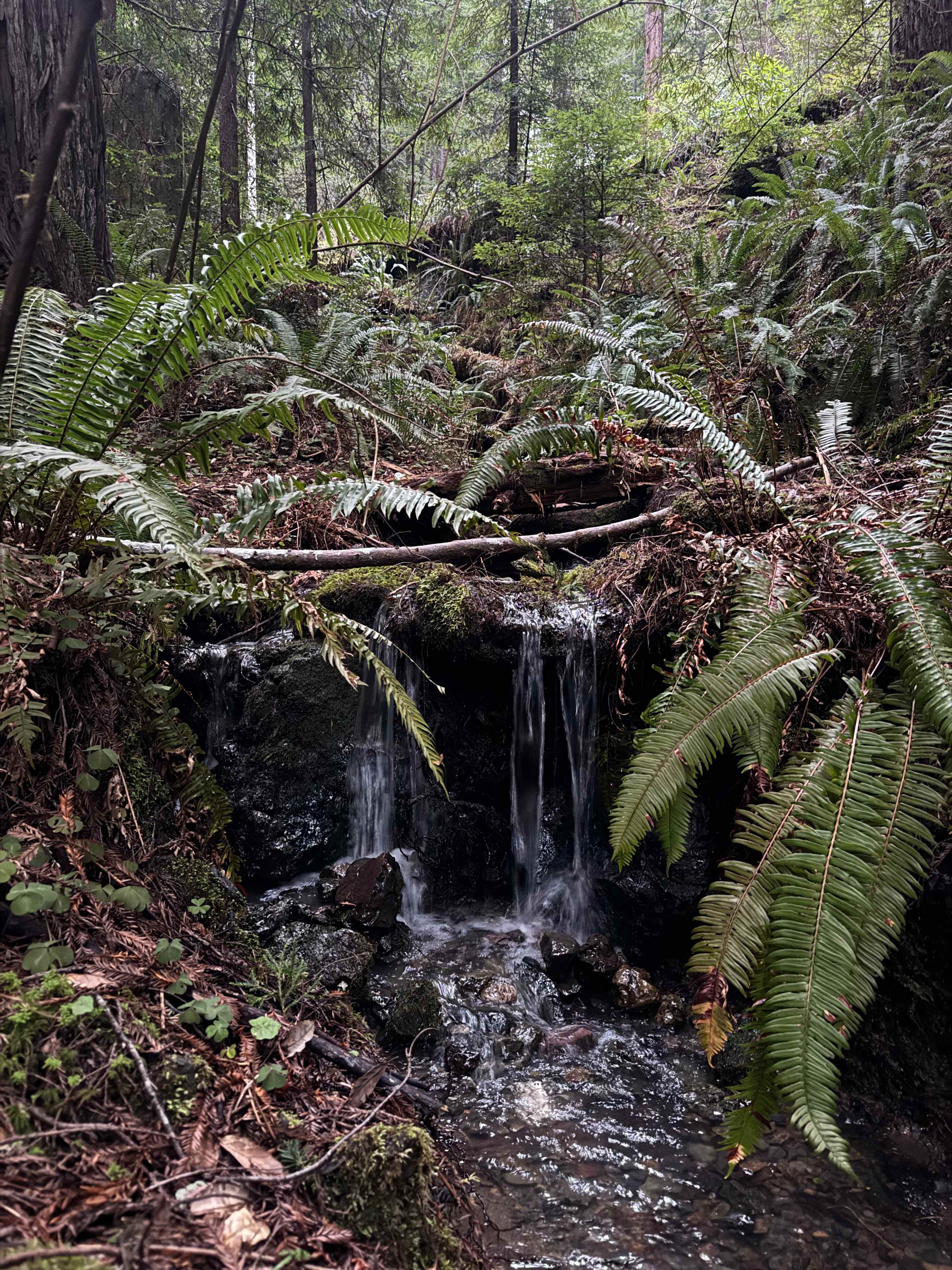 Whispering Redwood Creek