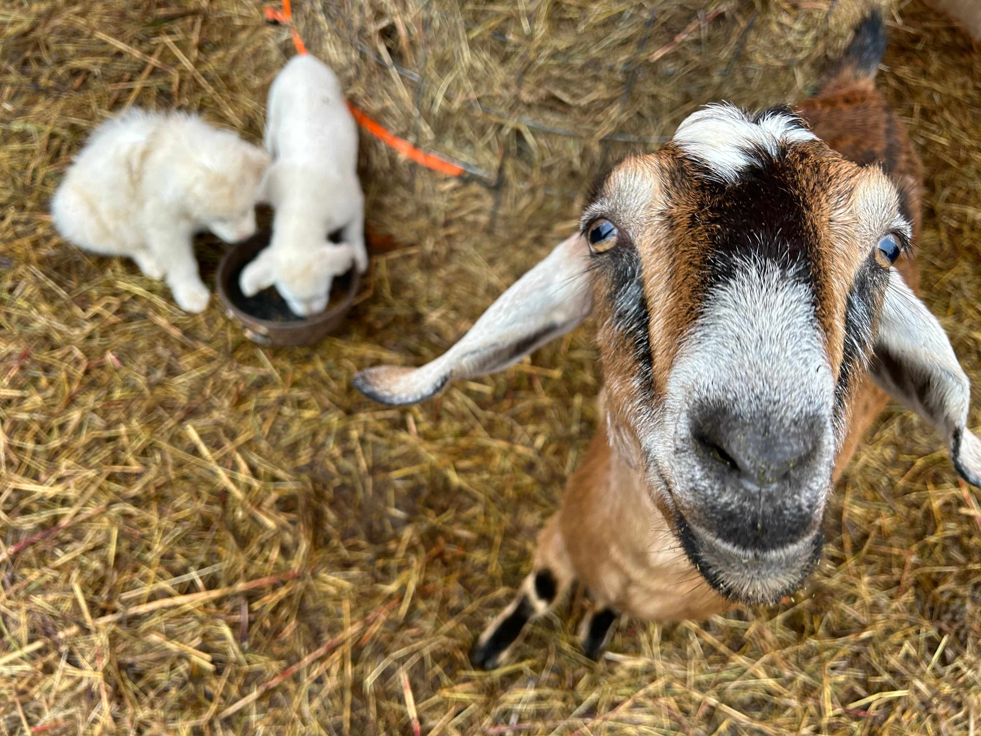 Black Walnut Farmstead