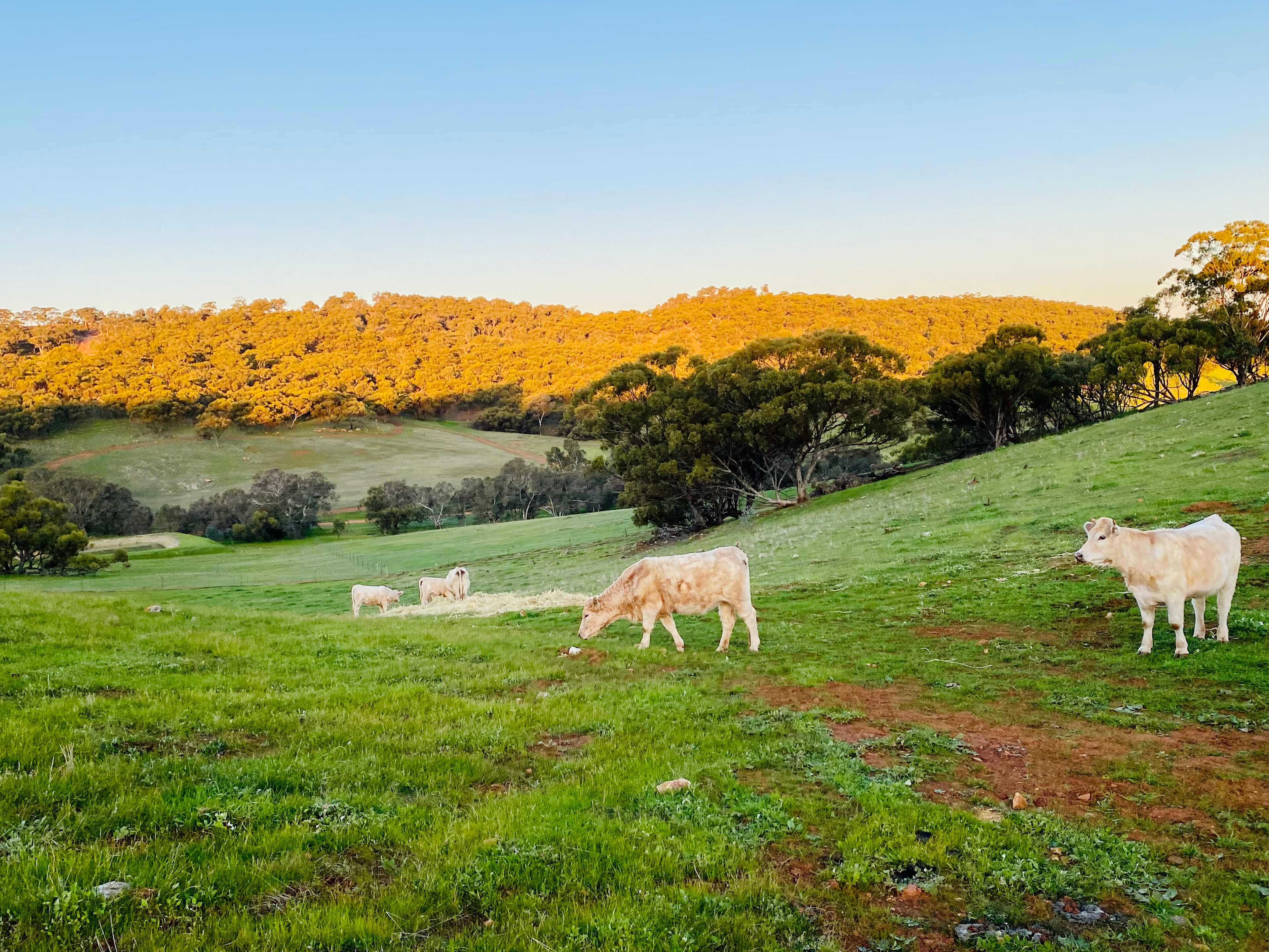 Sandalwood Downs  Farm Stay Toodyay