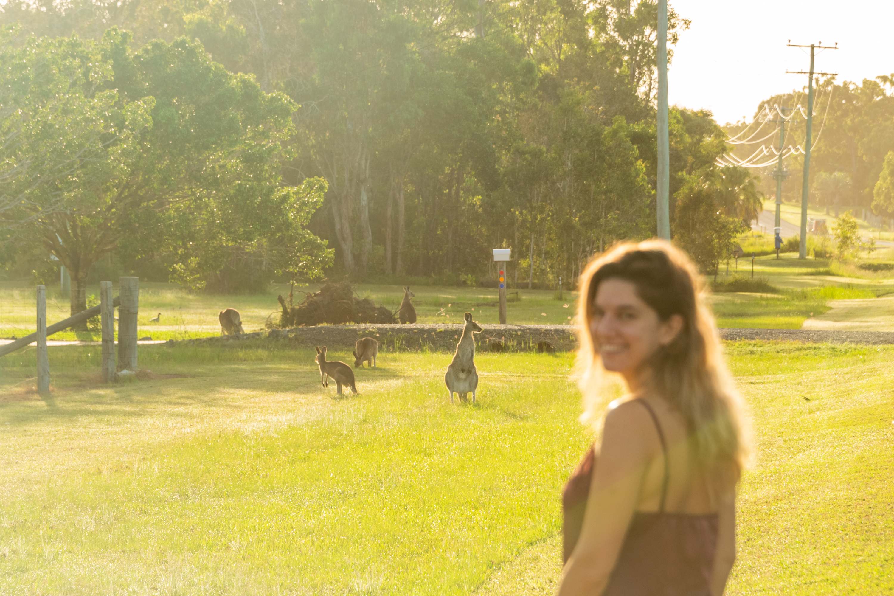 Spotted kangaroos in the morning!