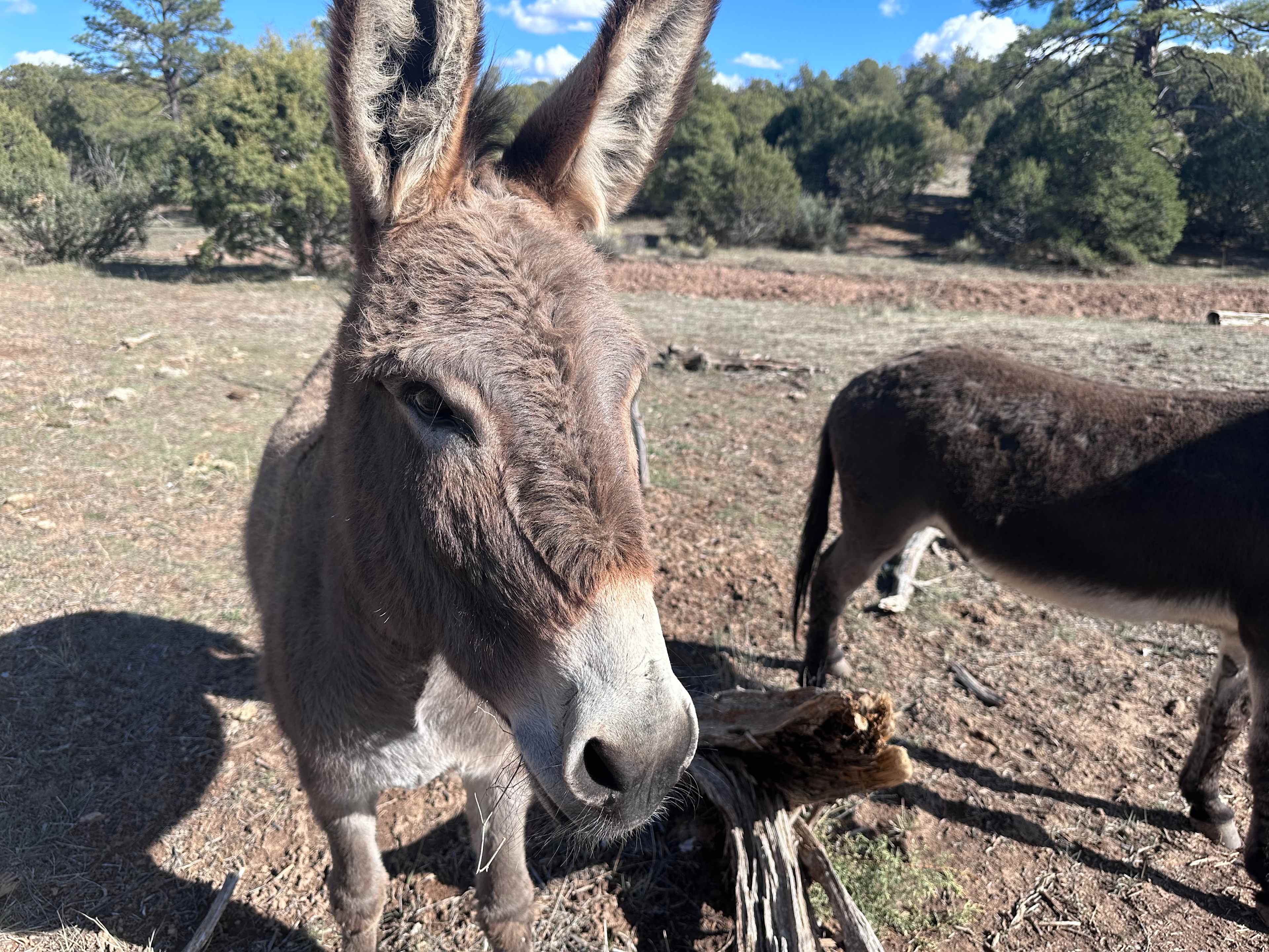 Horse friendly campsites
