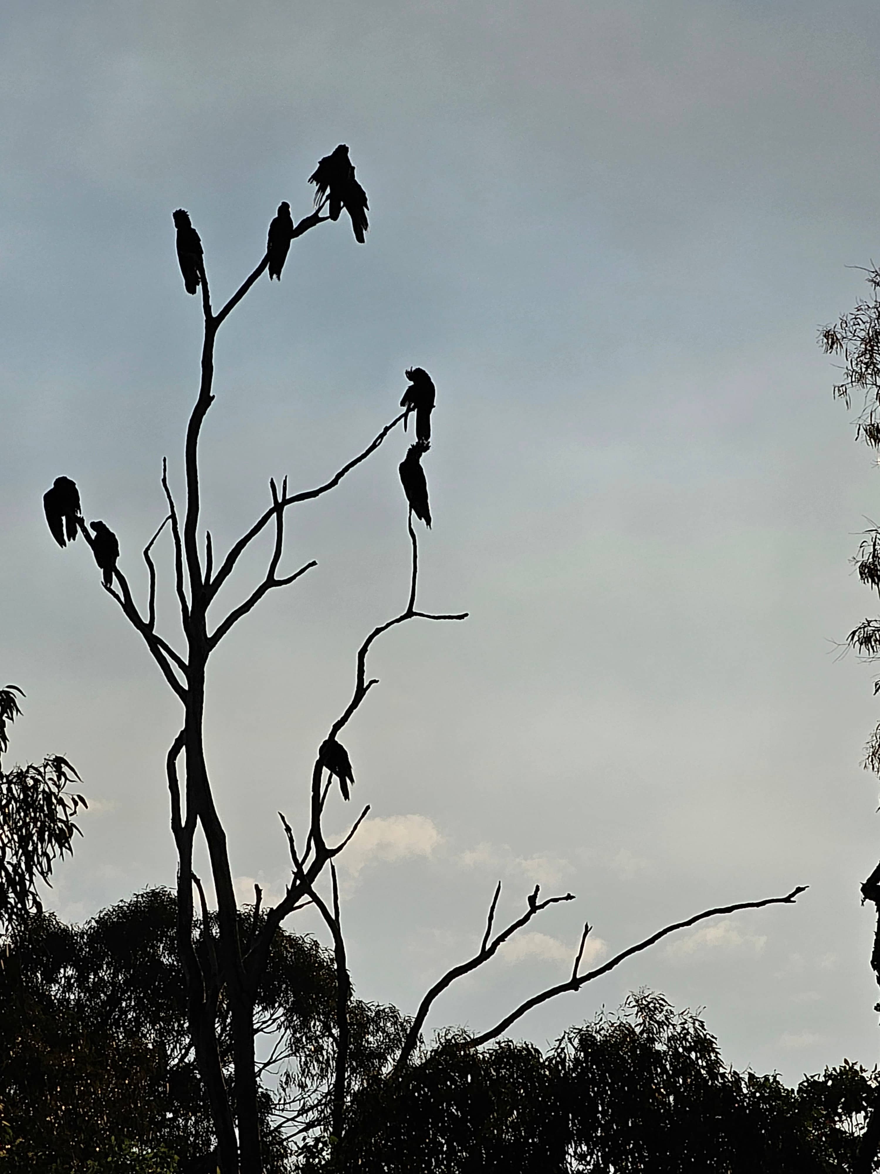 Our local Black Cockatoos