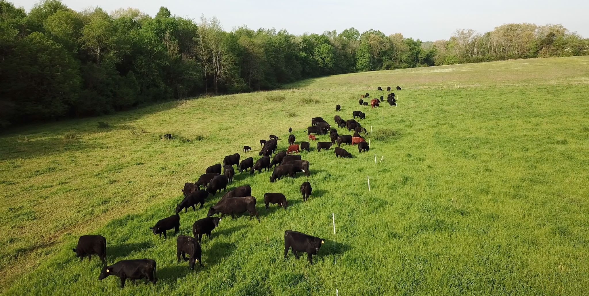 Rum Creek Cattle Farm