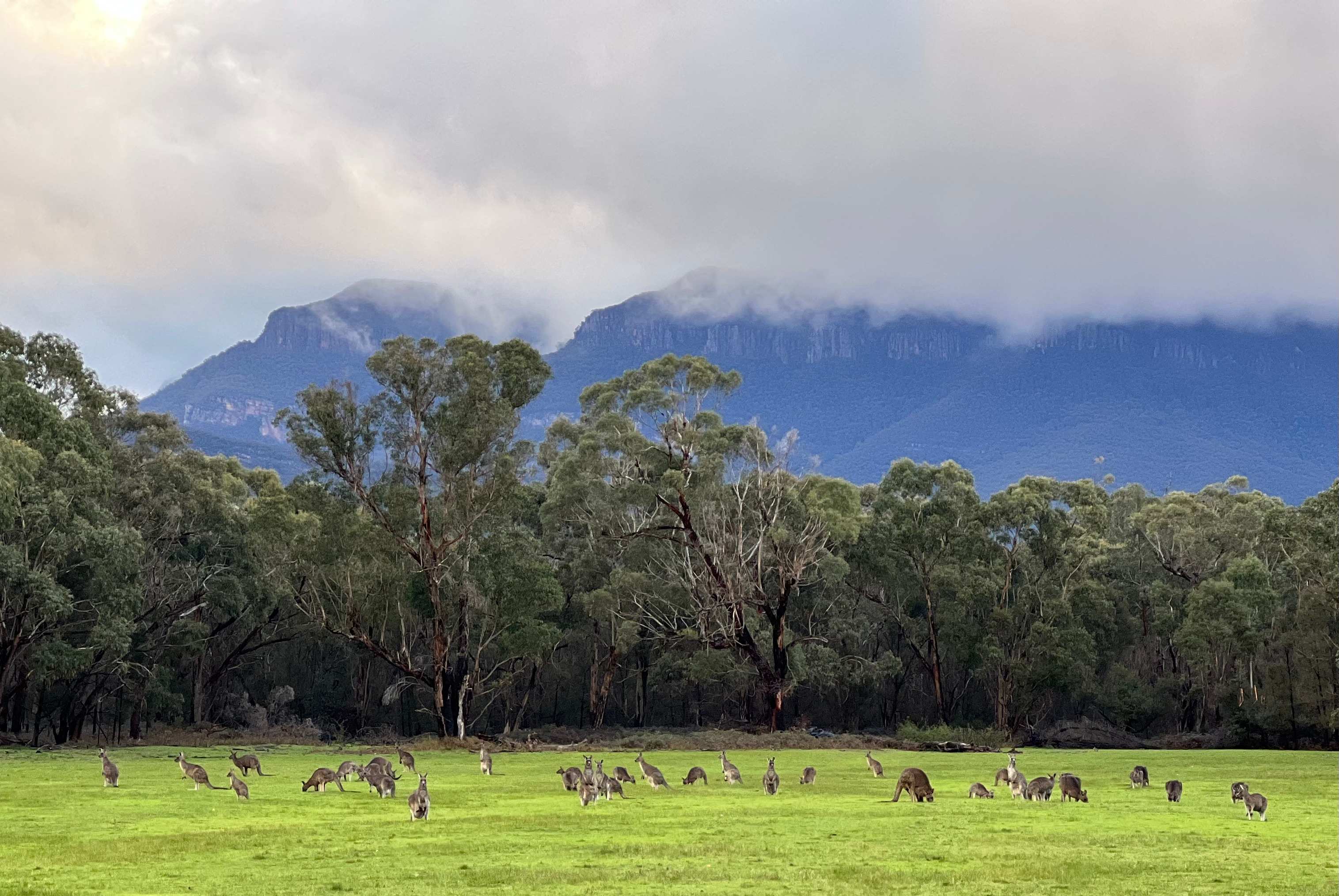 The kangaroos and wallabies graze on the parkland every evening and morning.