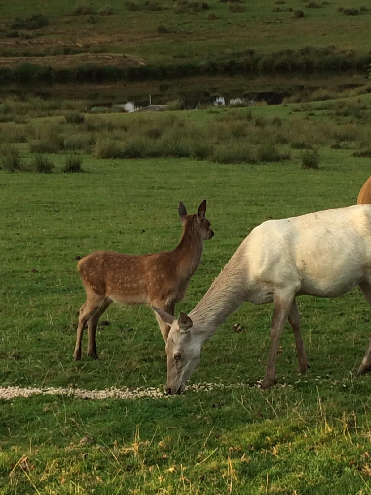 The Deer Park Glamping,