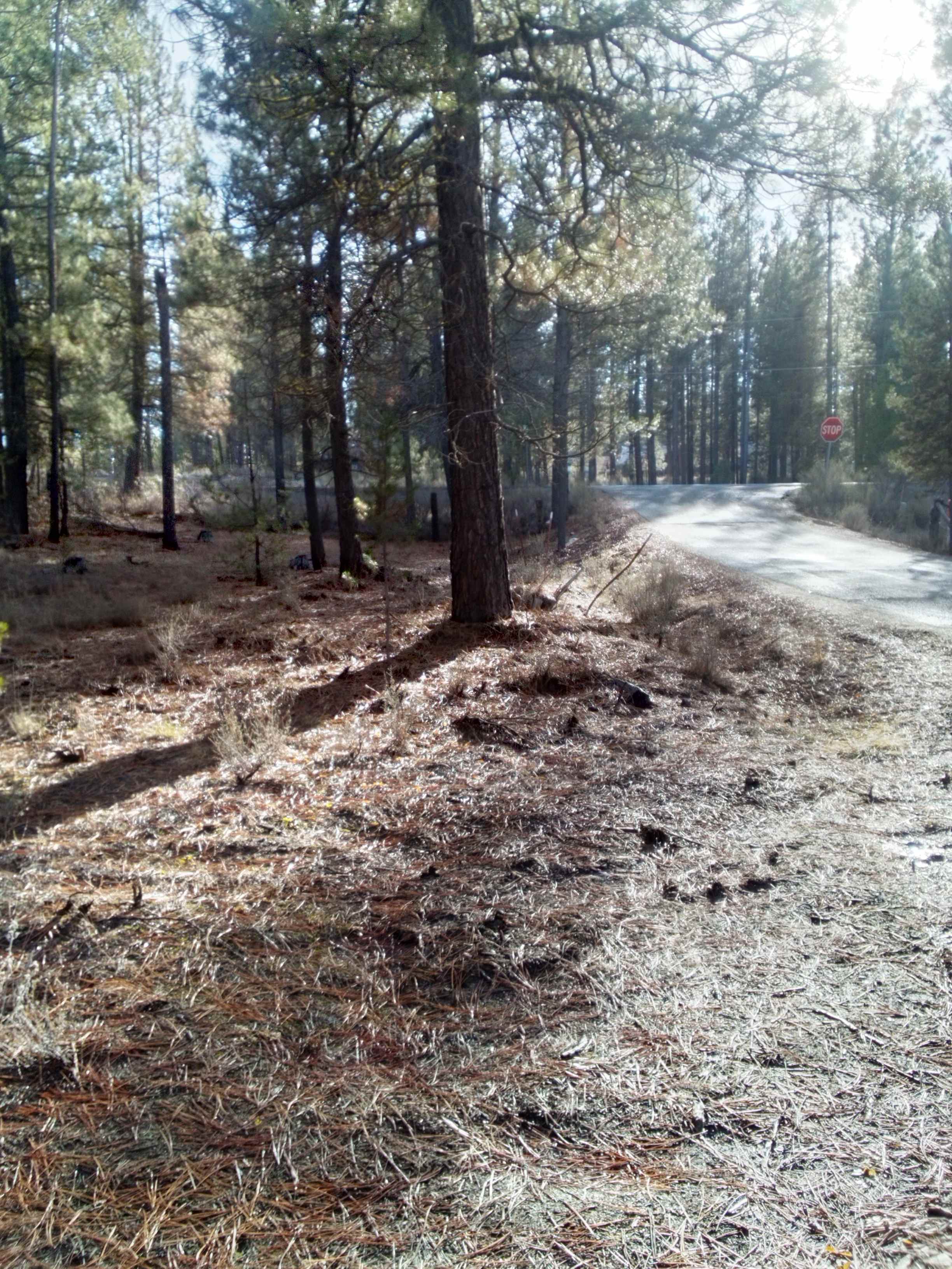 River Pines