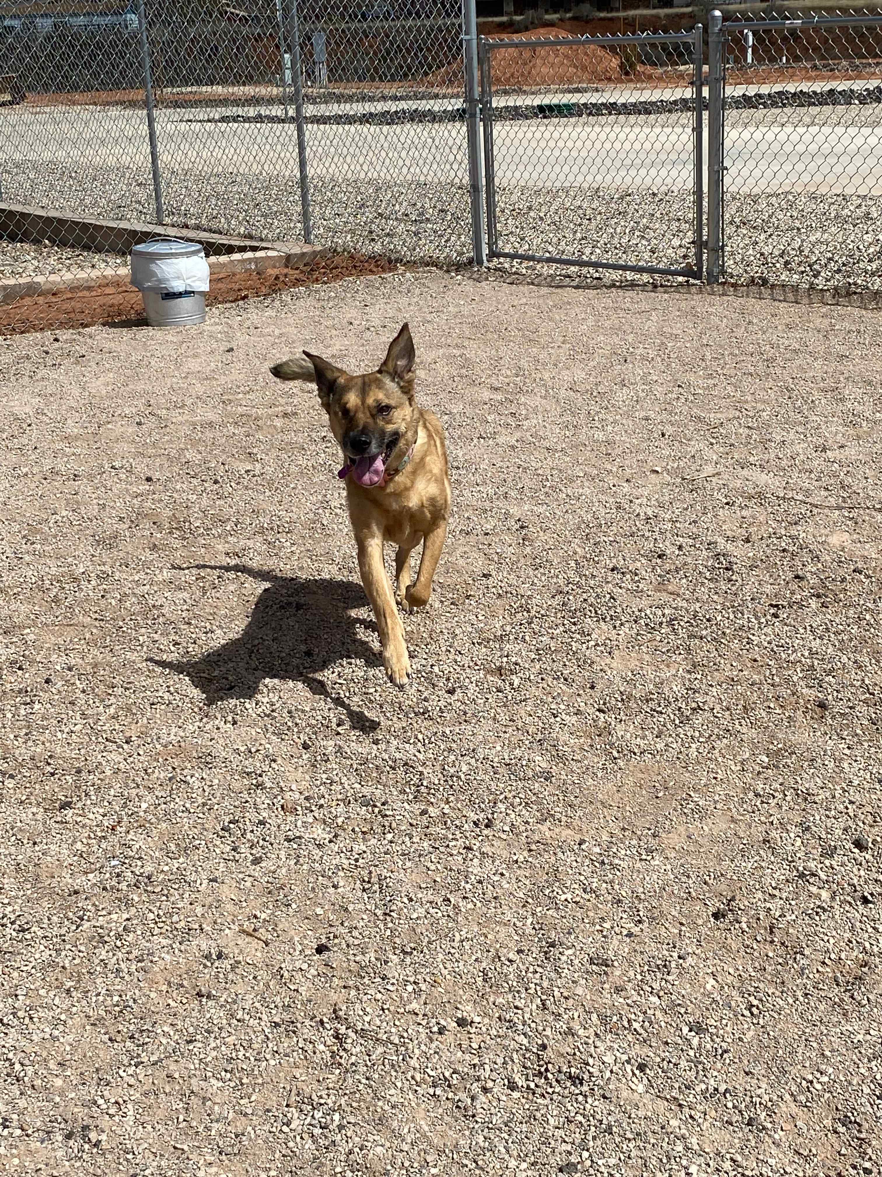 Dog park