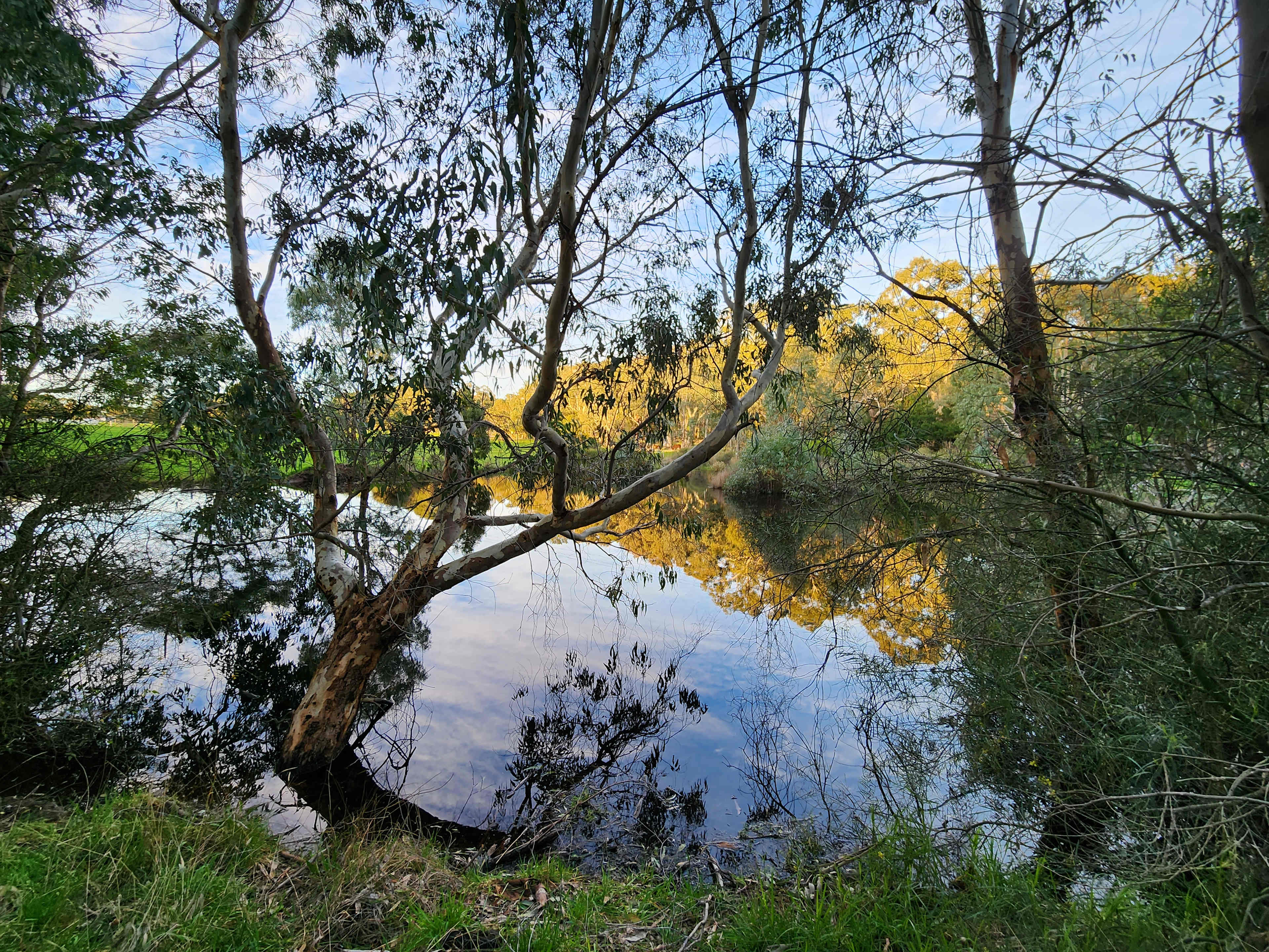 Looking out across the dam mid-Winter 2023, Forest Gate Winter Wetlands, Kuitpo, SA. 