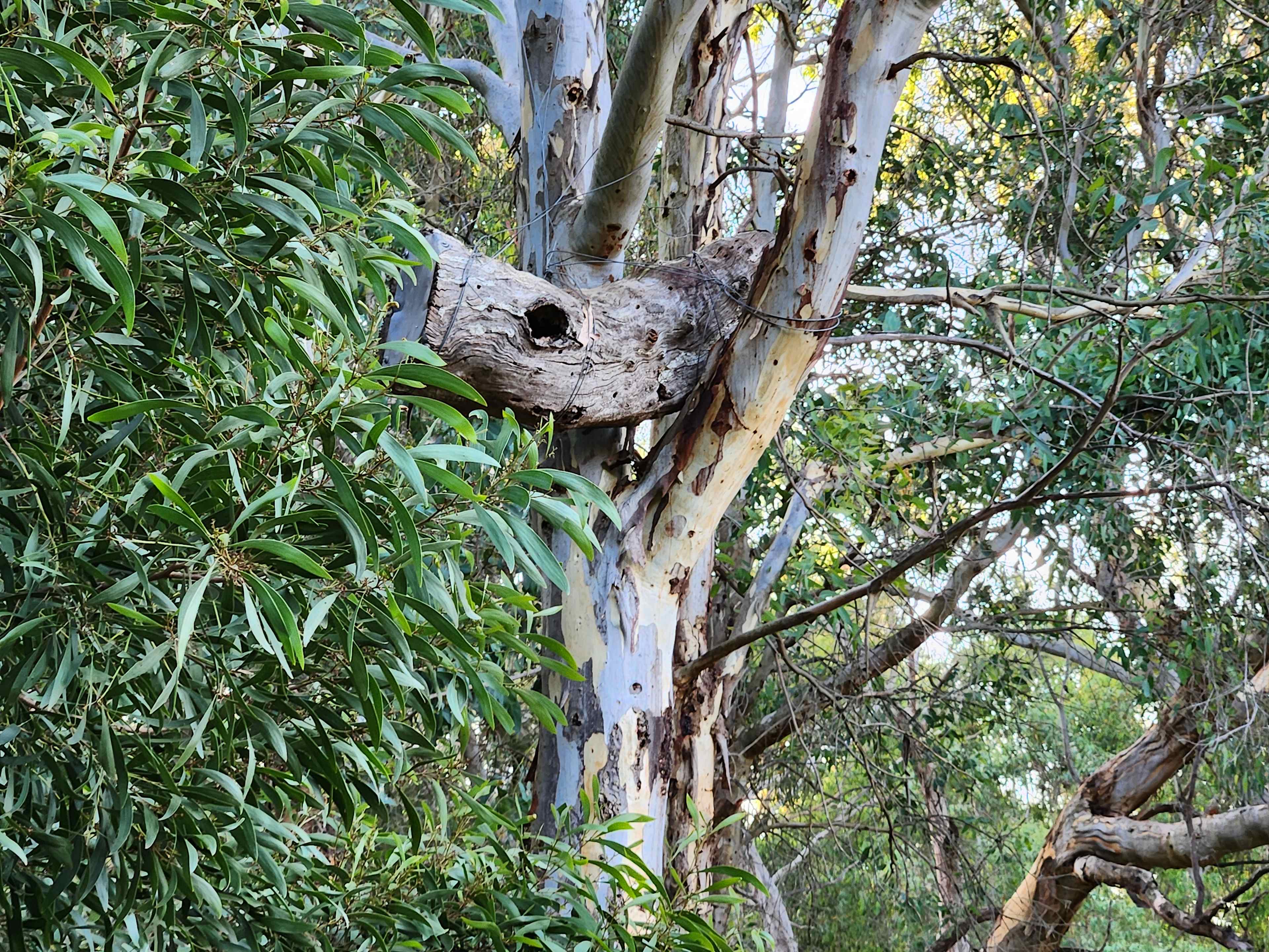 Possum boxes in the old gum trees provide more habitat for wildlife in the Winter Wetlands. Summer, 2024. Forest Gate Winter Wetlands, Kuitpo, SA.