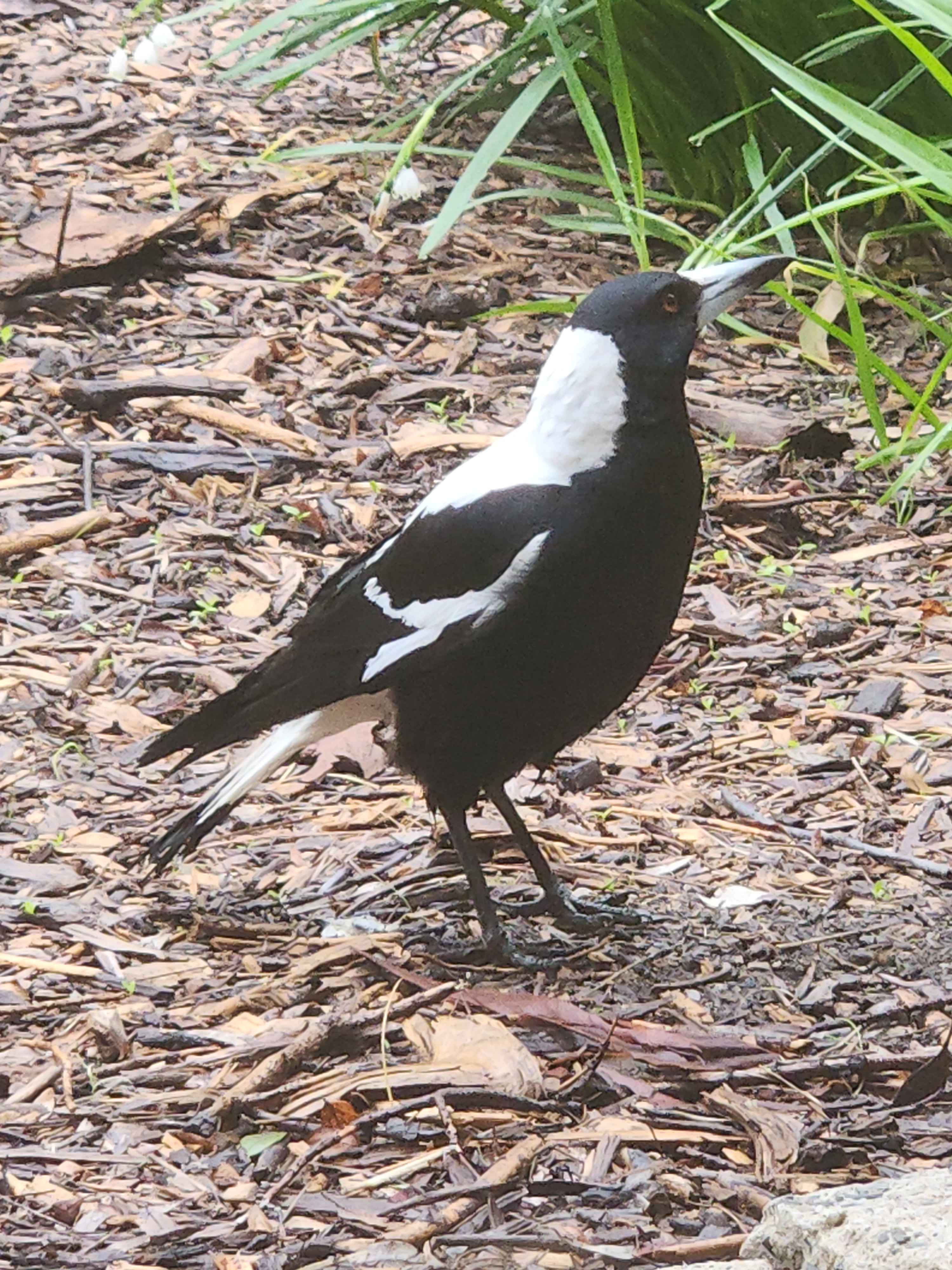 Resident magpies wondering through the Winter Wetlands may come and say hello. 
Summer, 2024. Forest Gate Winter Wetlands, Kuitpo, SA.