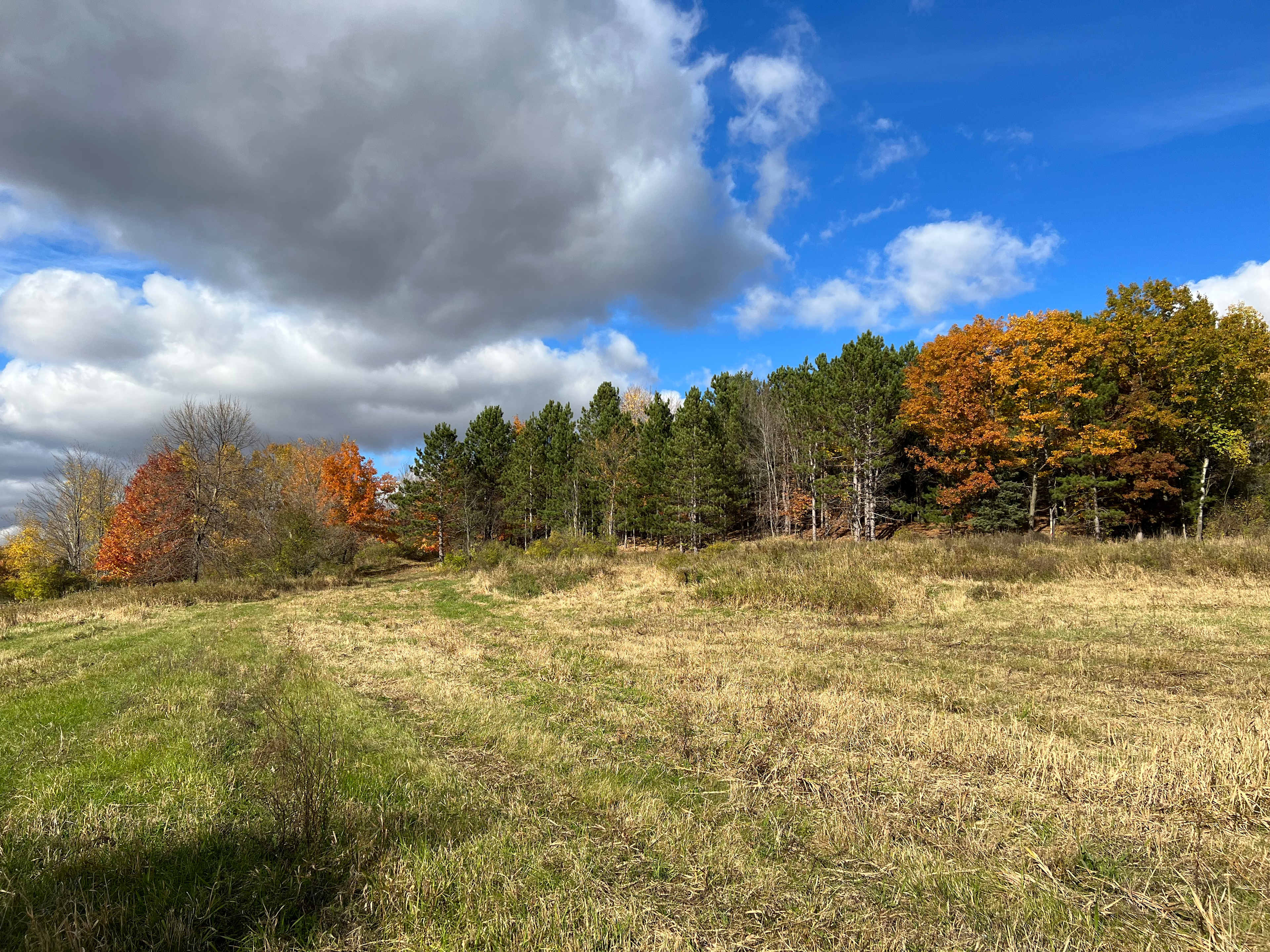 Meteor Ridge Forest