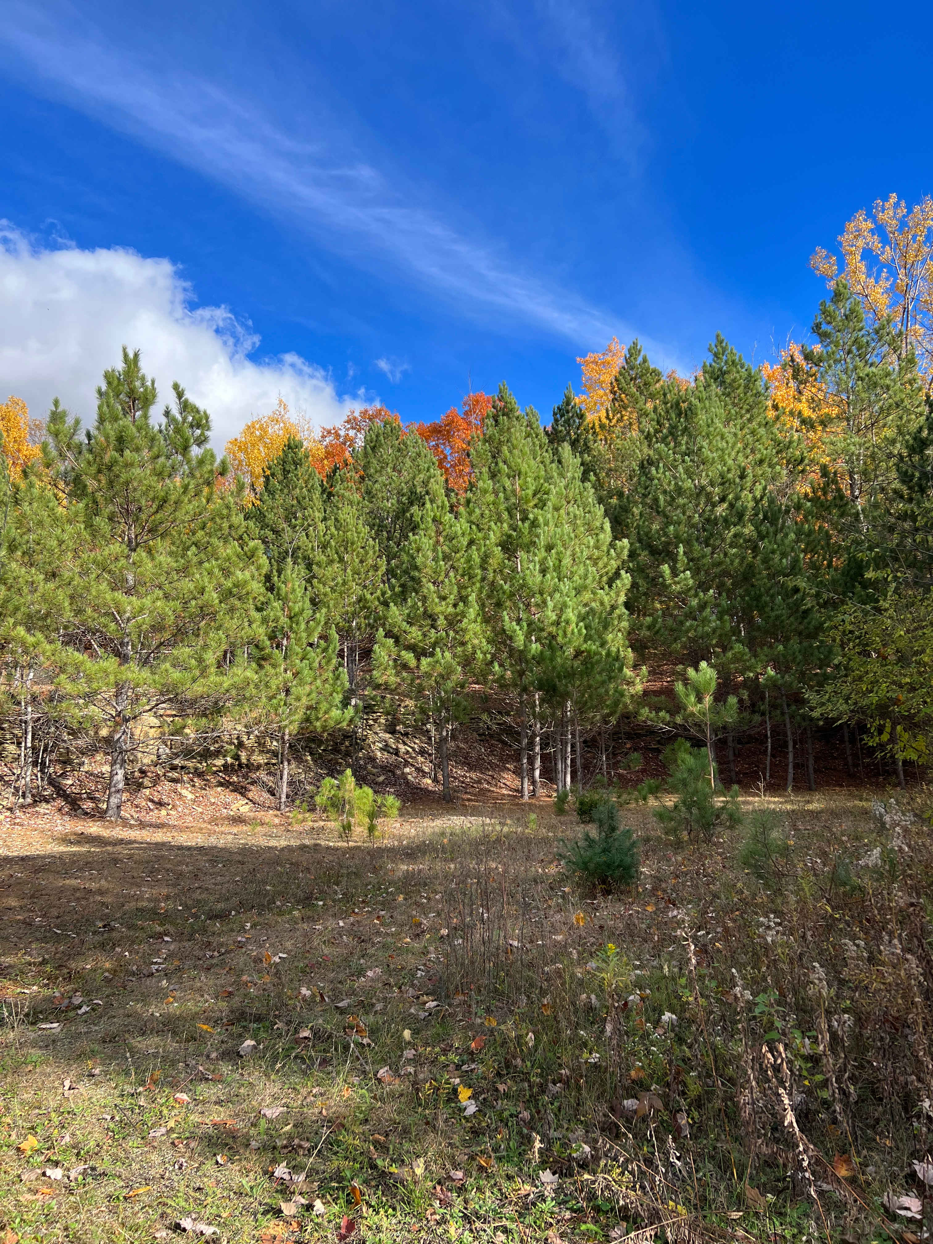 Meteor Ridge Forest
