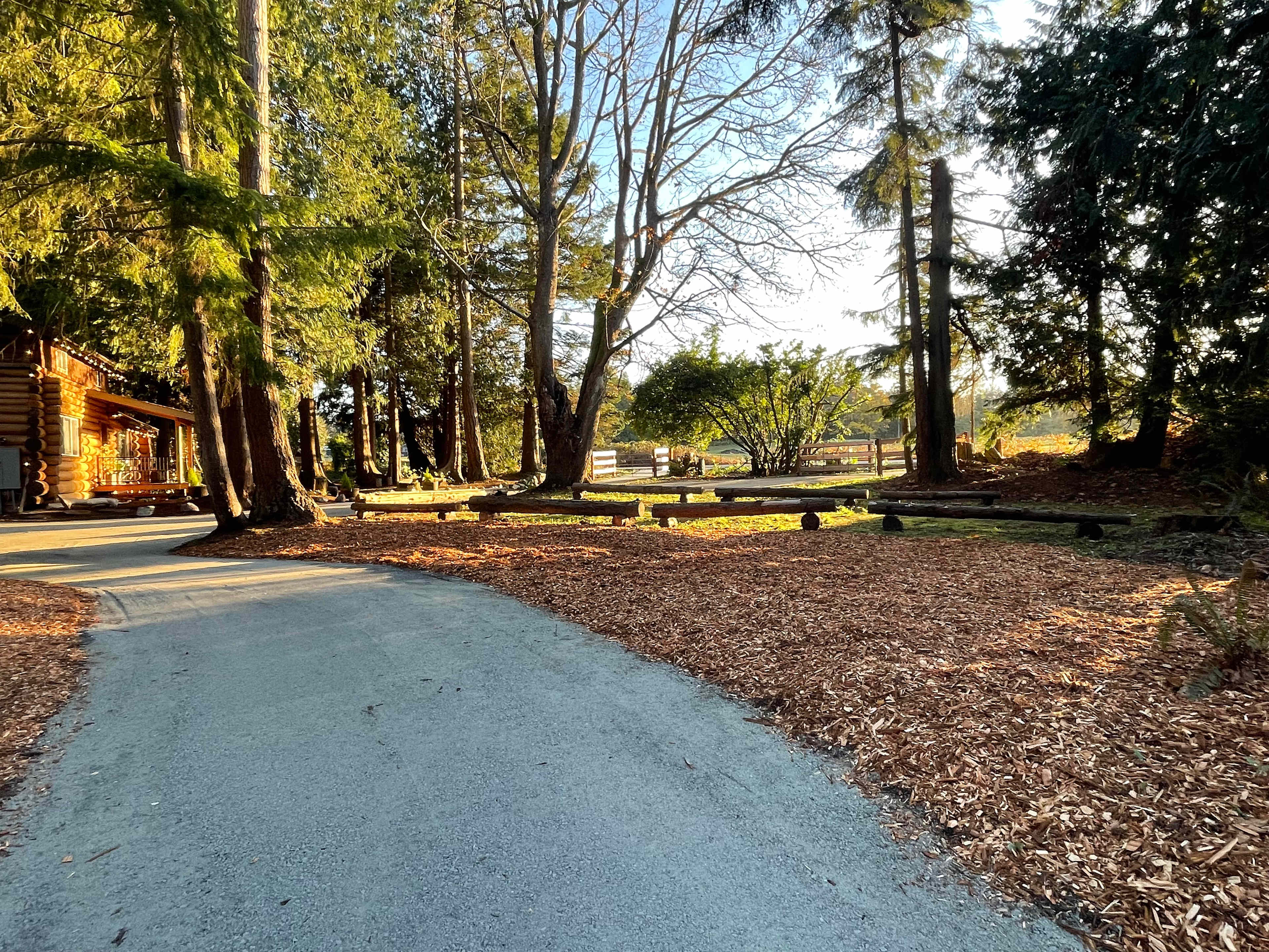 Holly's spot is on the left here, and this driveway keeps going to the log house.  Holly's people stay about here and don't go further - log timbers are outlining our septic field and cannot be driven or parked on. 