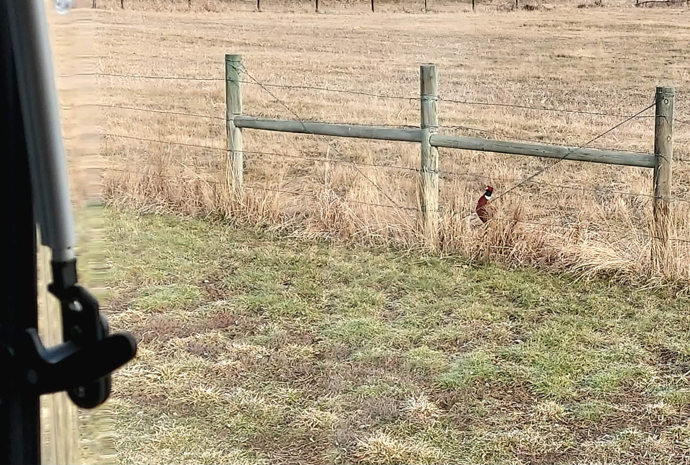 Pheasant out my window. 😊