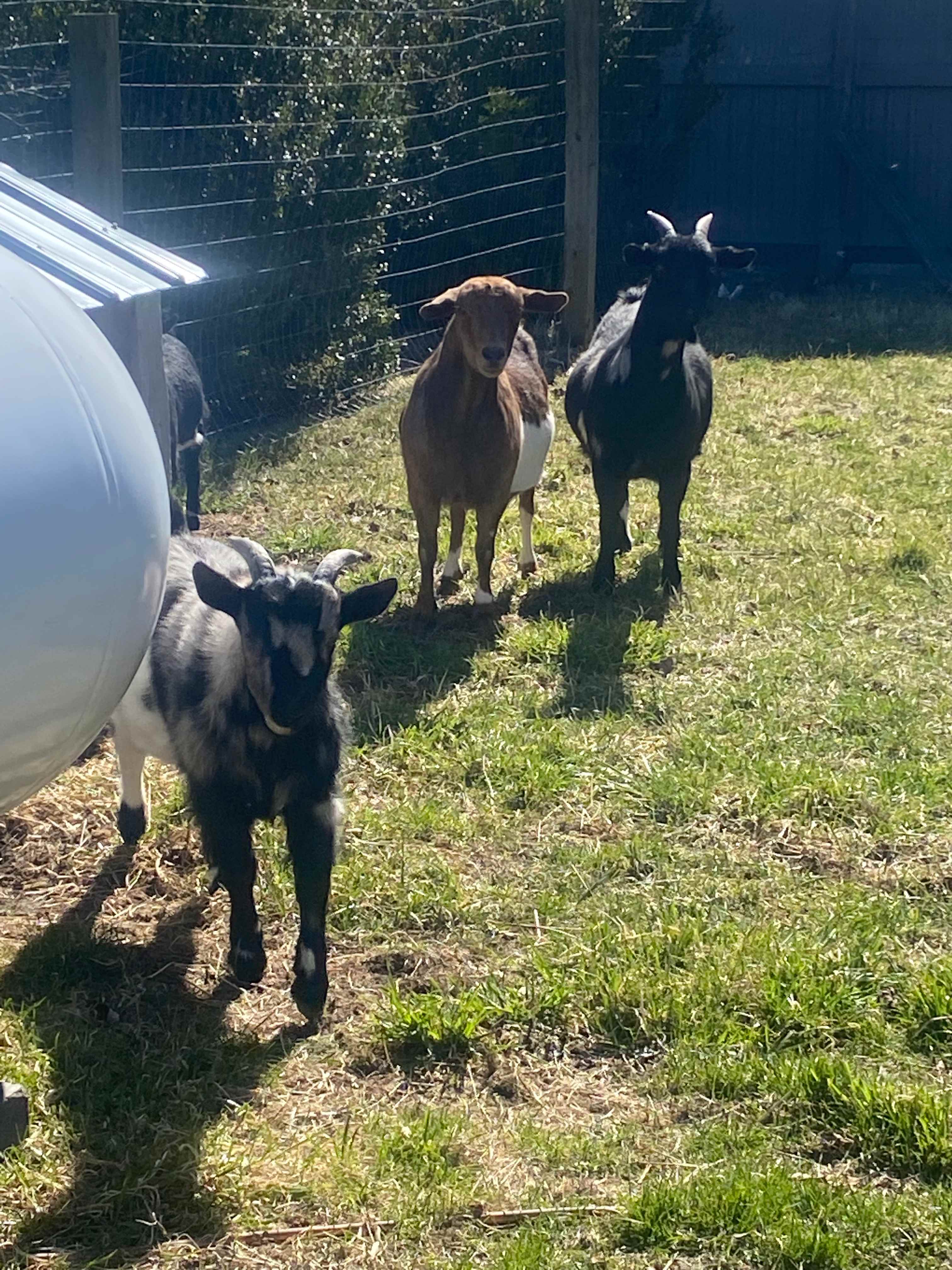 "Elysium Heritage Farm"