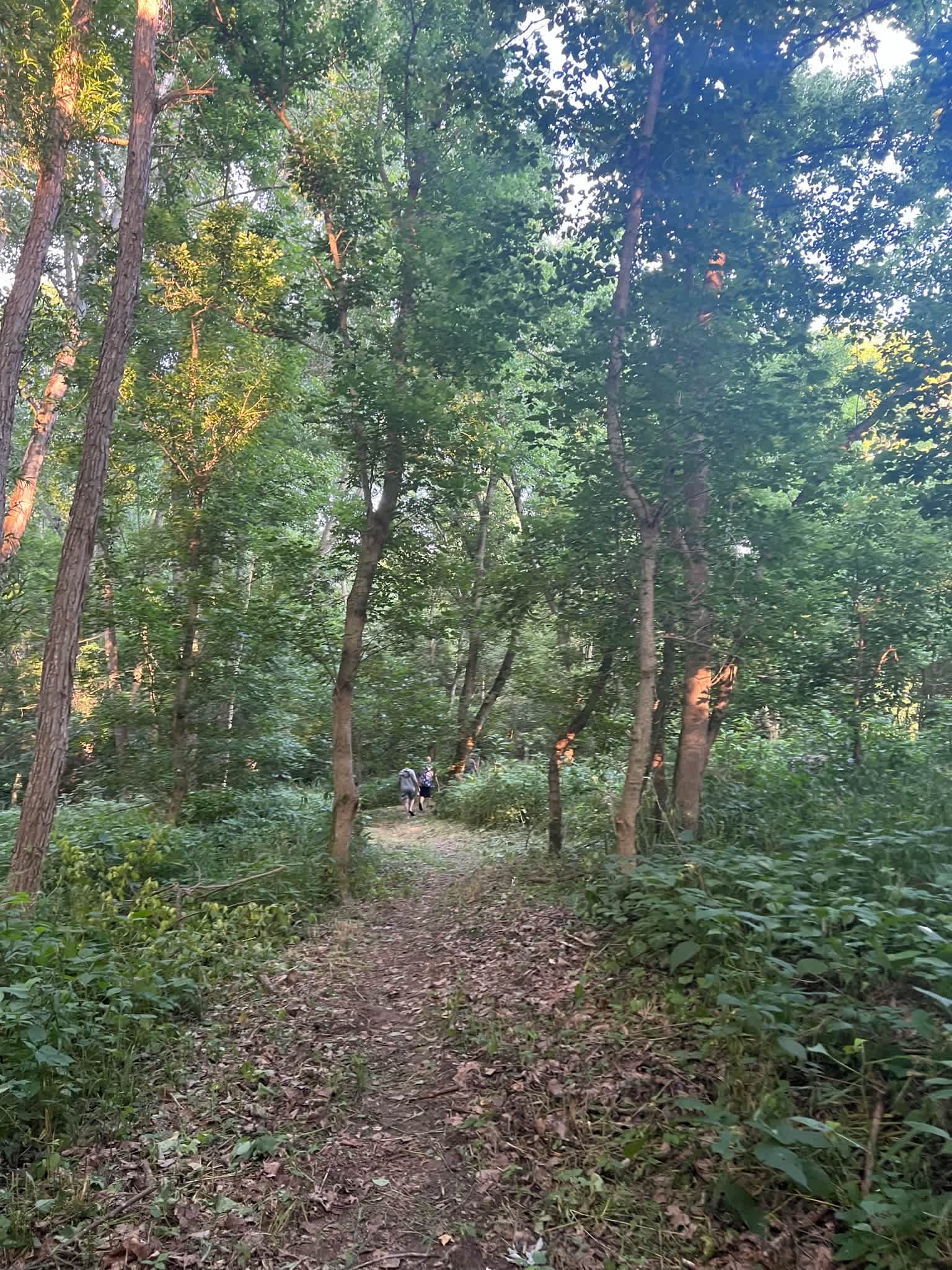 The Oasis