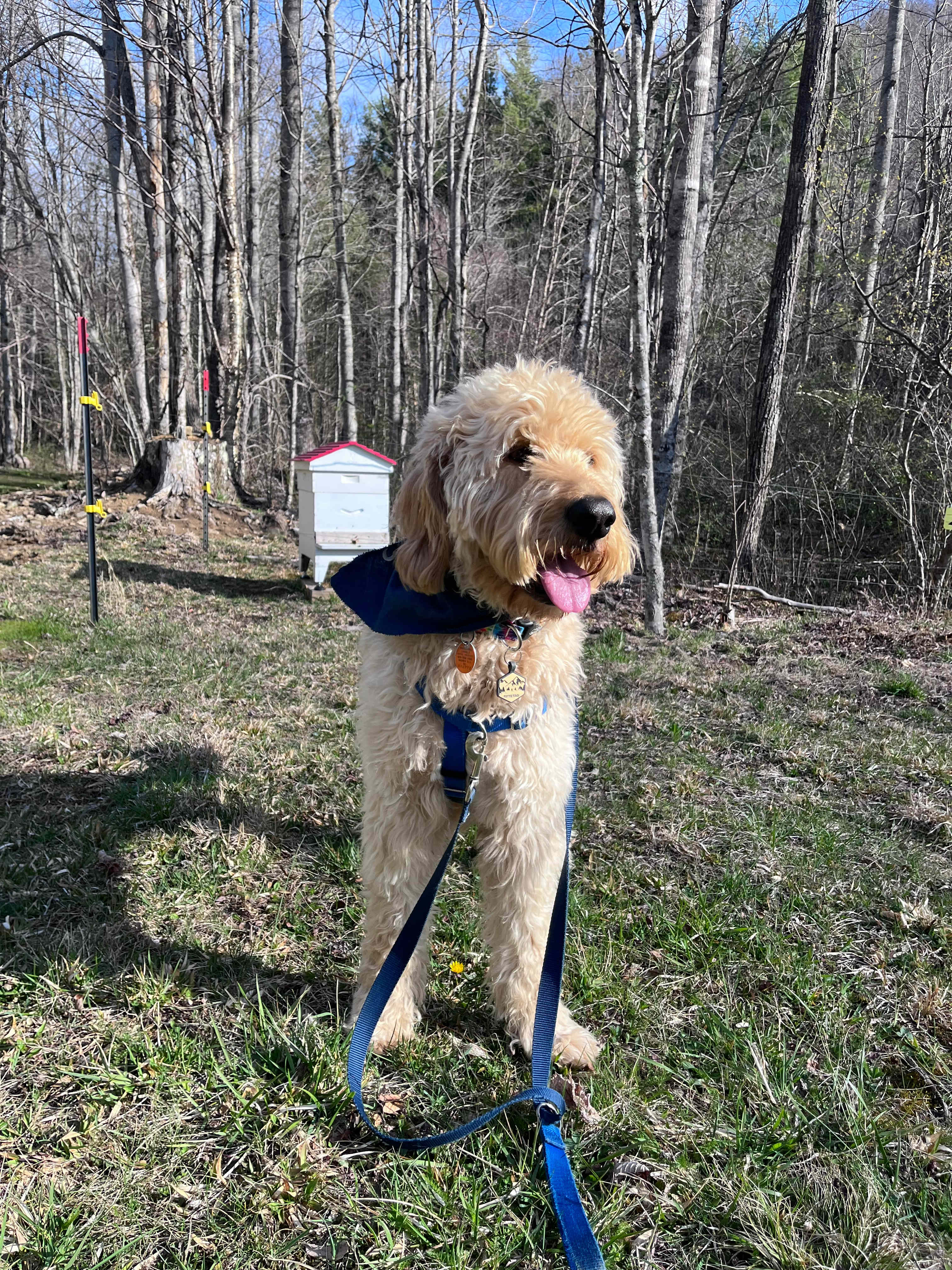 Meatball and the bees 