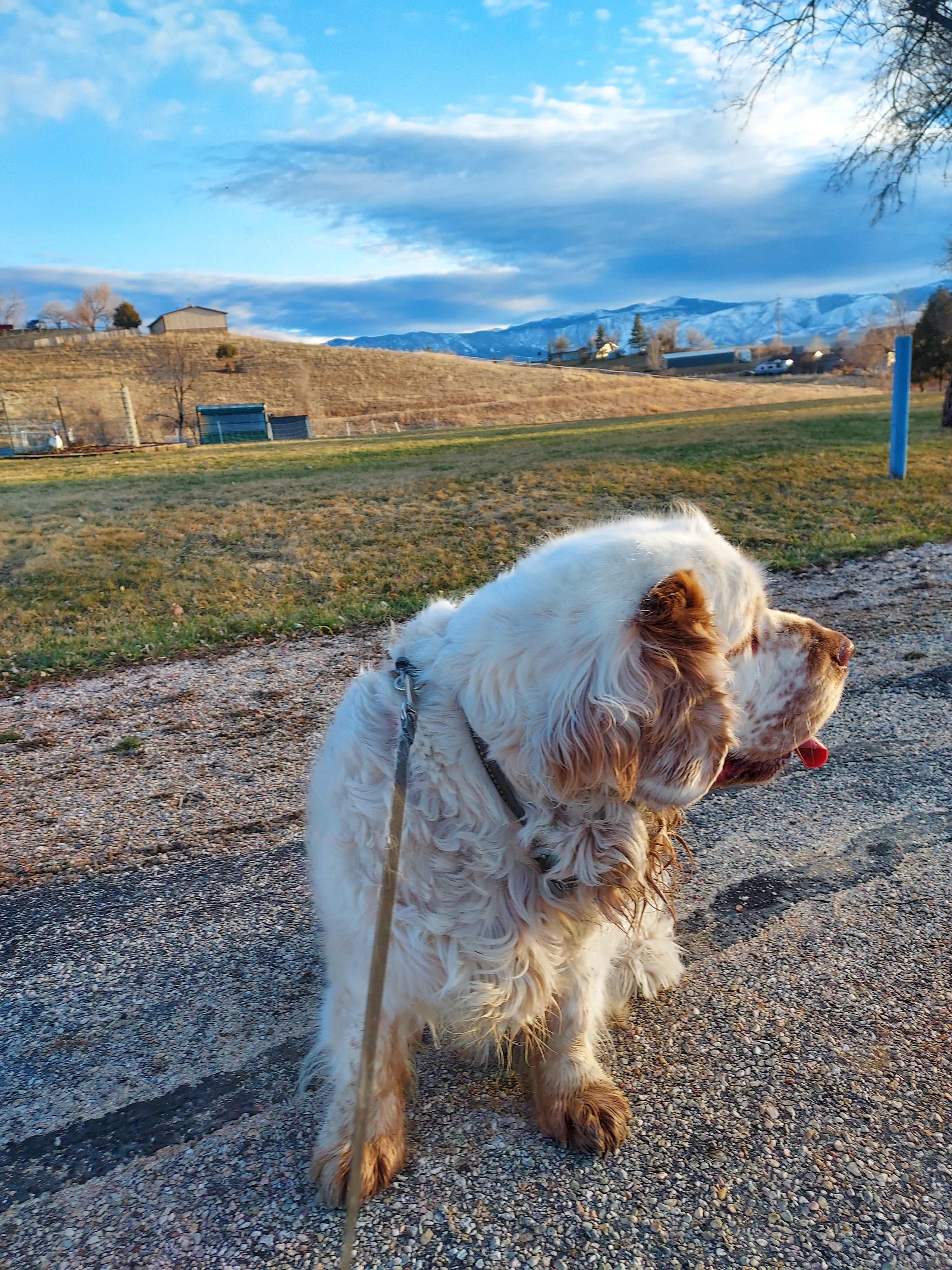 Walking around the neighborhood at sunset. 