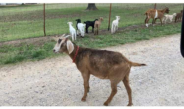 Pioneer Lane Farm
