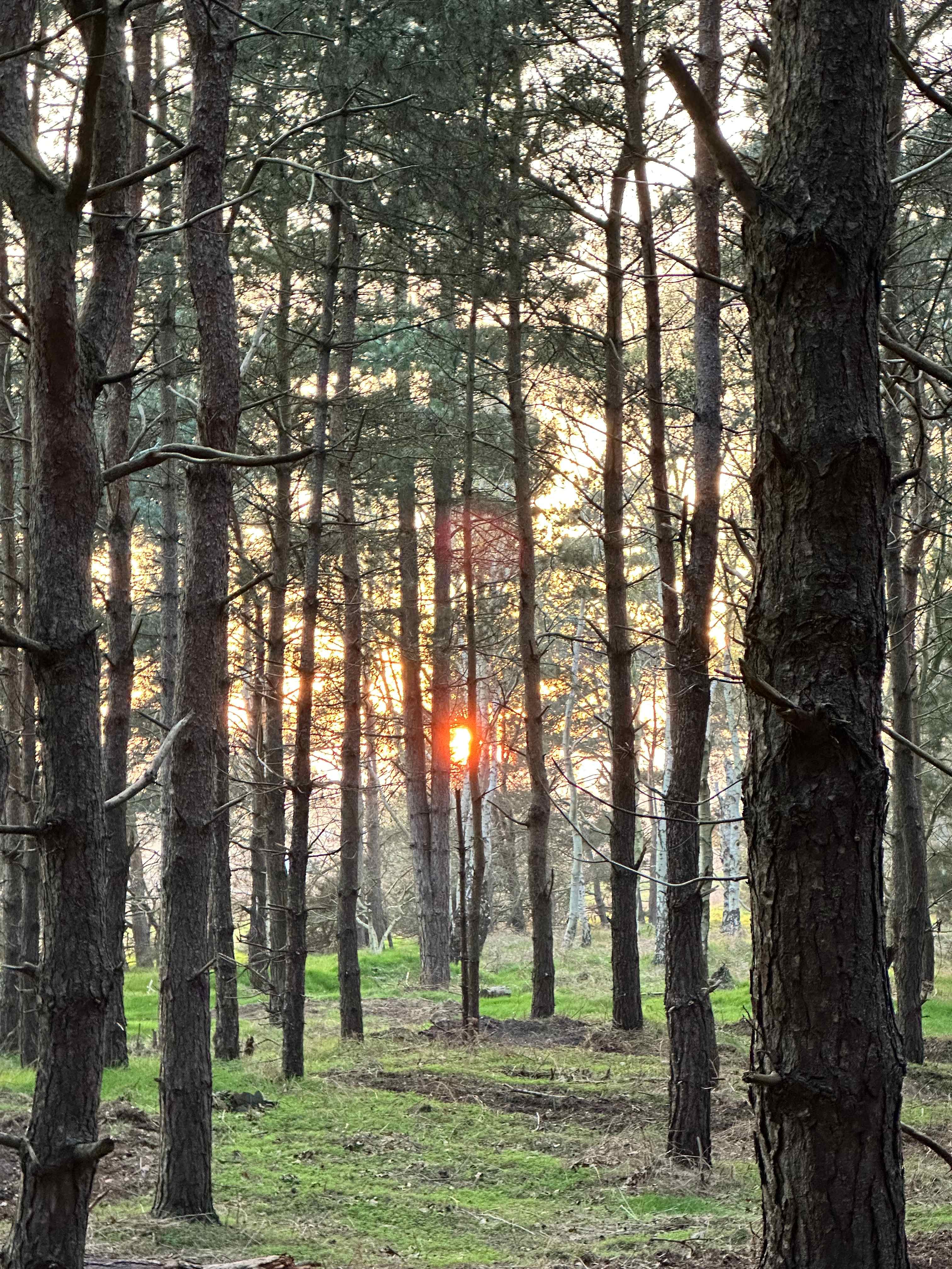 Holistic Woods Campsite WILD