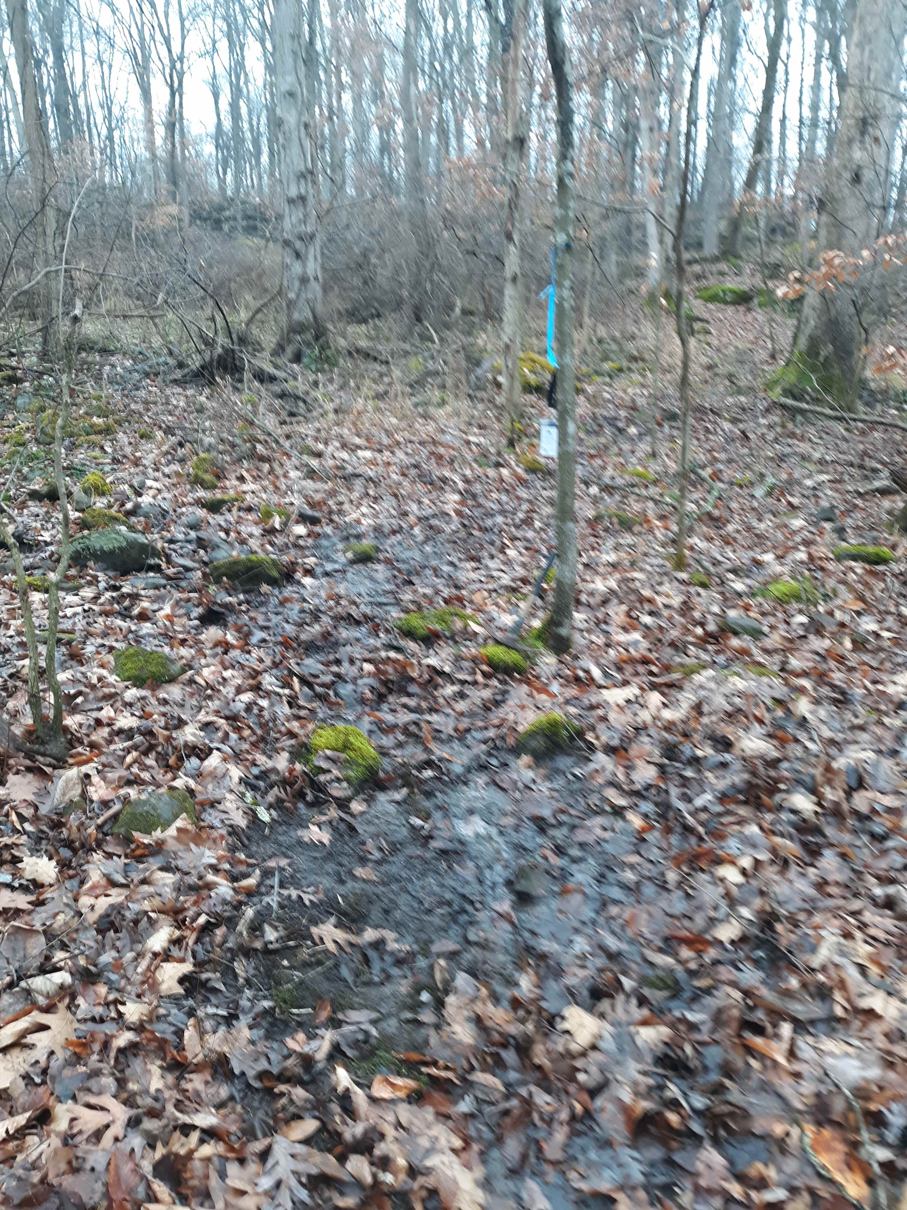 The nature trail can be wet at times and is rocky in spots. Wear good ankle 
support and carry a walking stick! Avoid trips and falls.