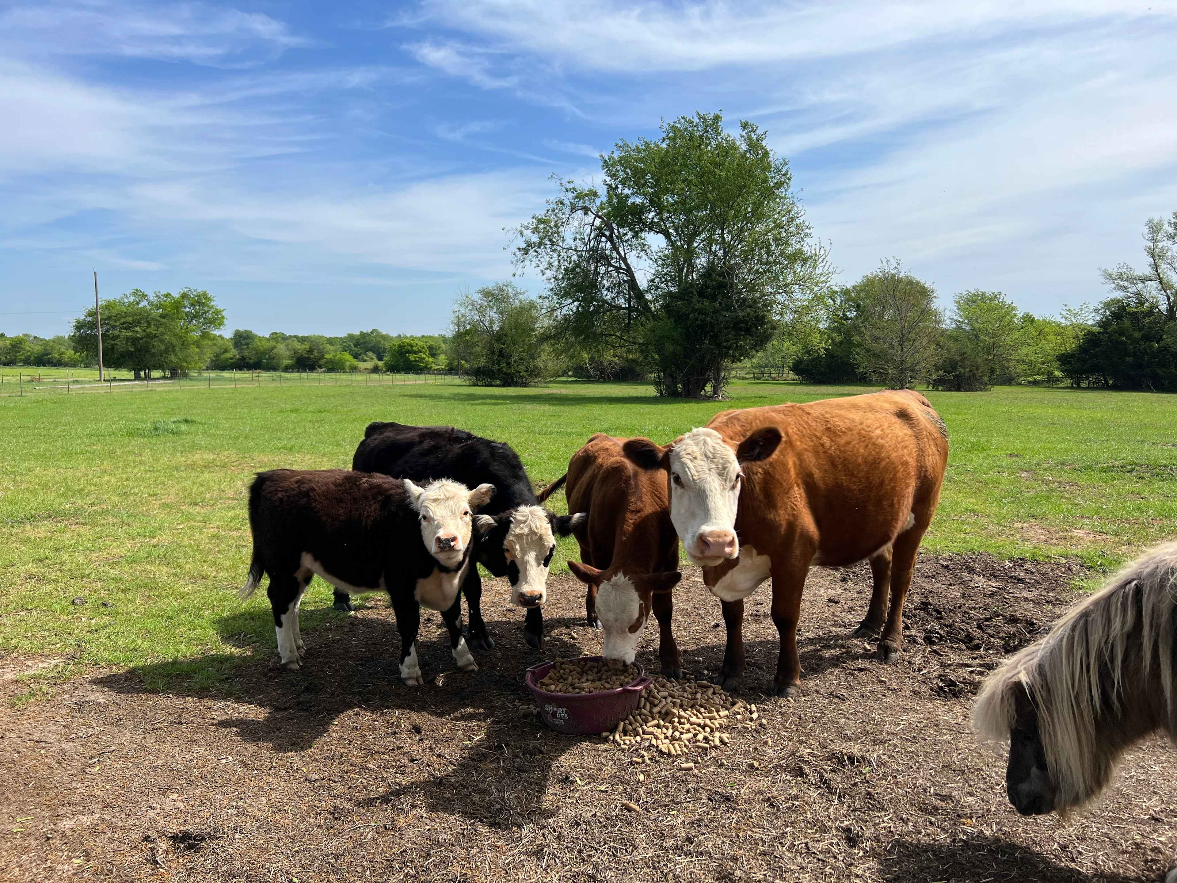 Miniature Cows Farm