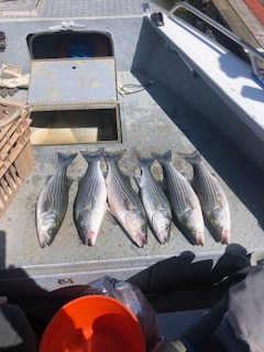 Beautiful Striper caught not far from Lovey's. March 2024