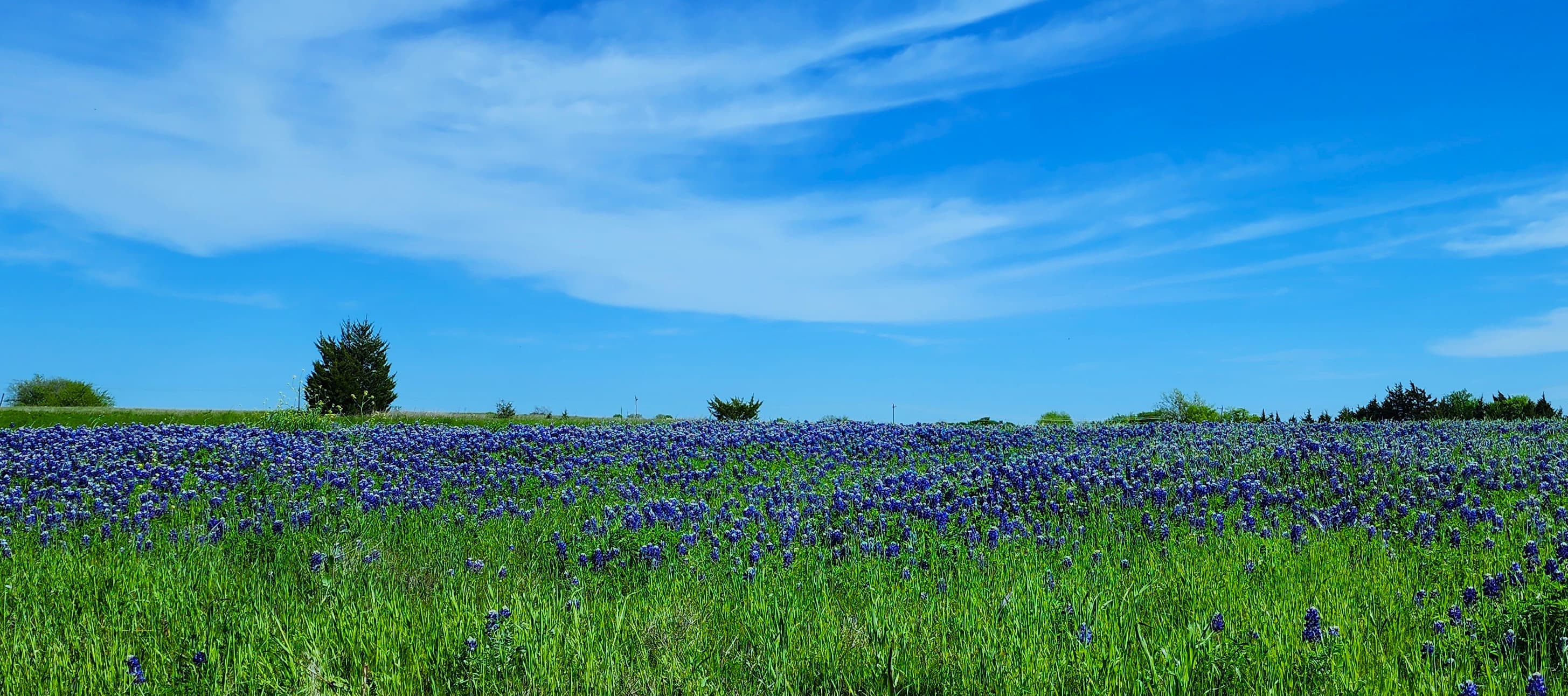 Honey Fields