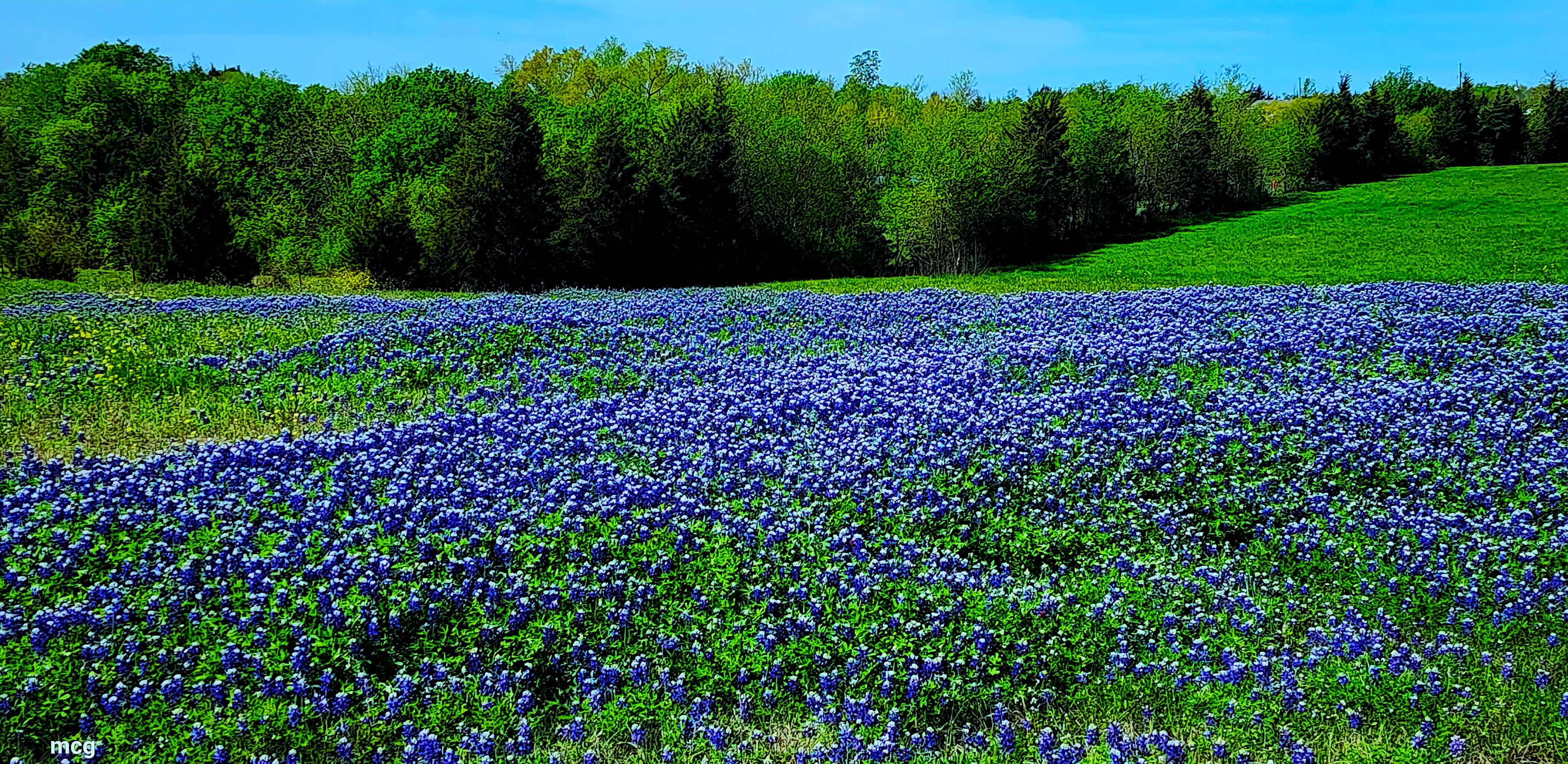 Honey Fields