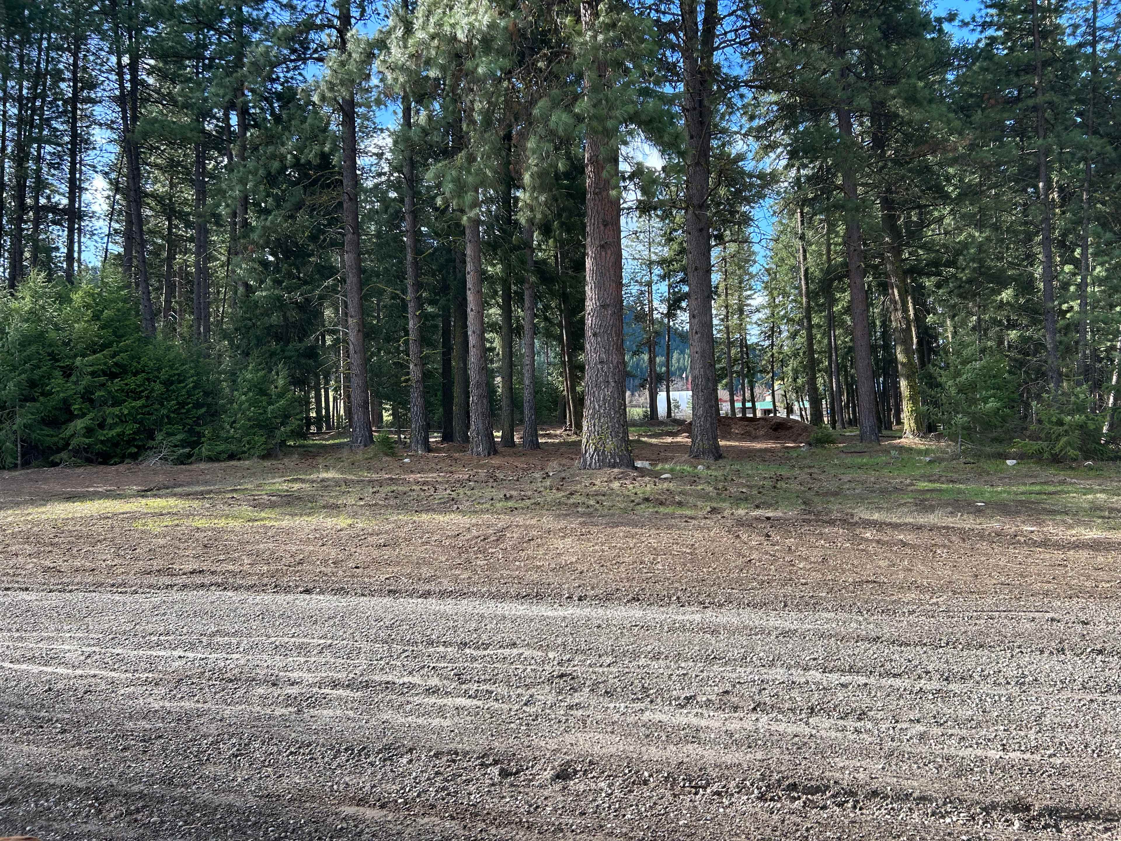 Camp Happy Dogs!  Plain Wa.