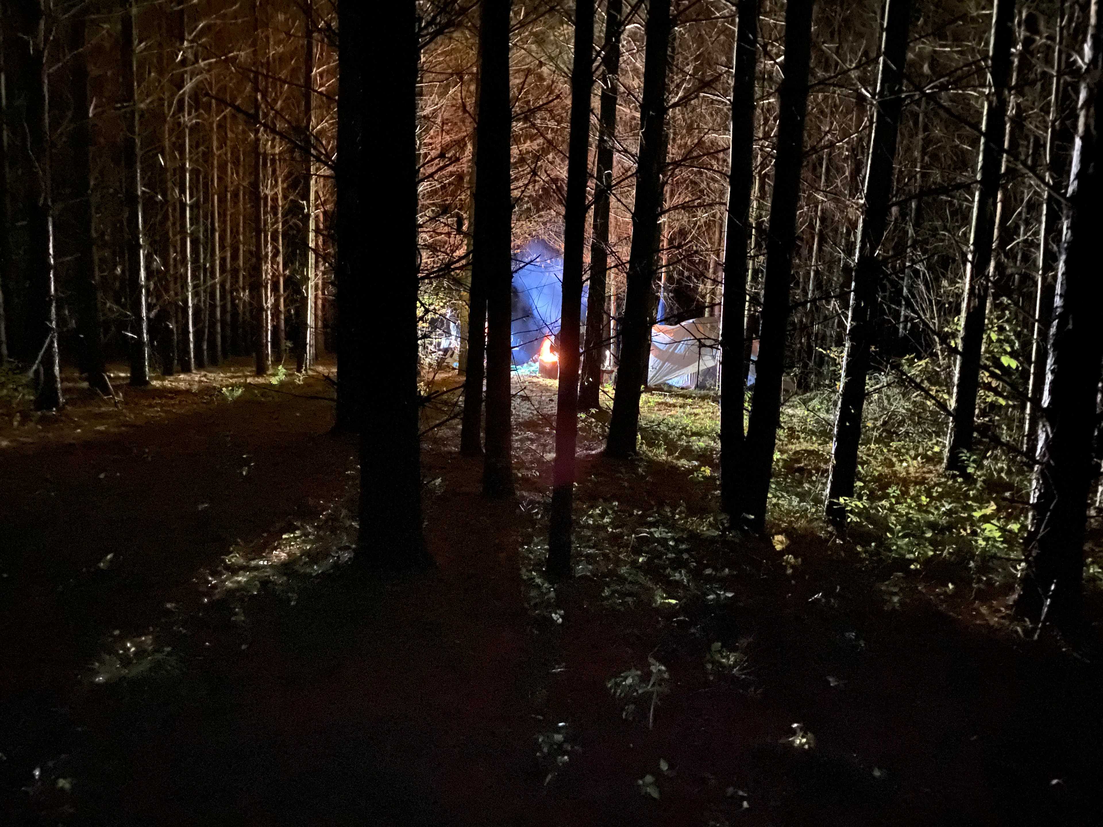 Celtic Pines