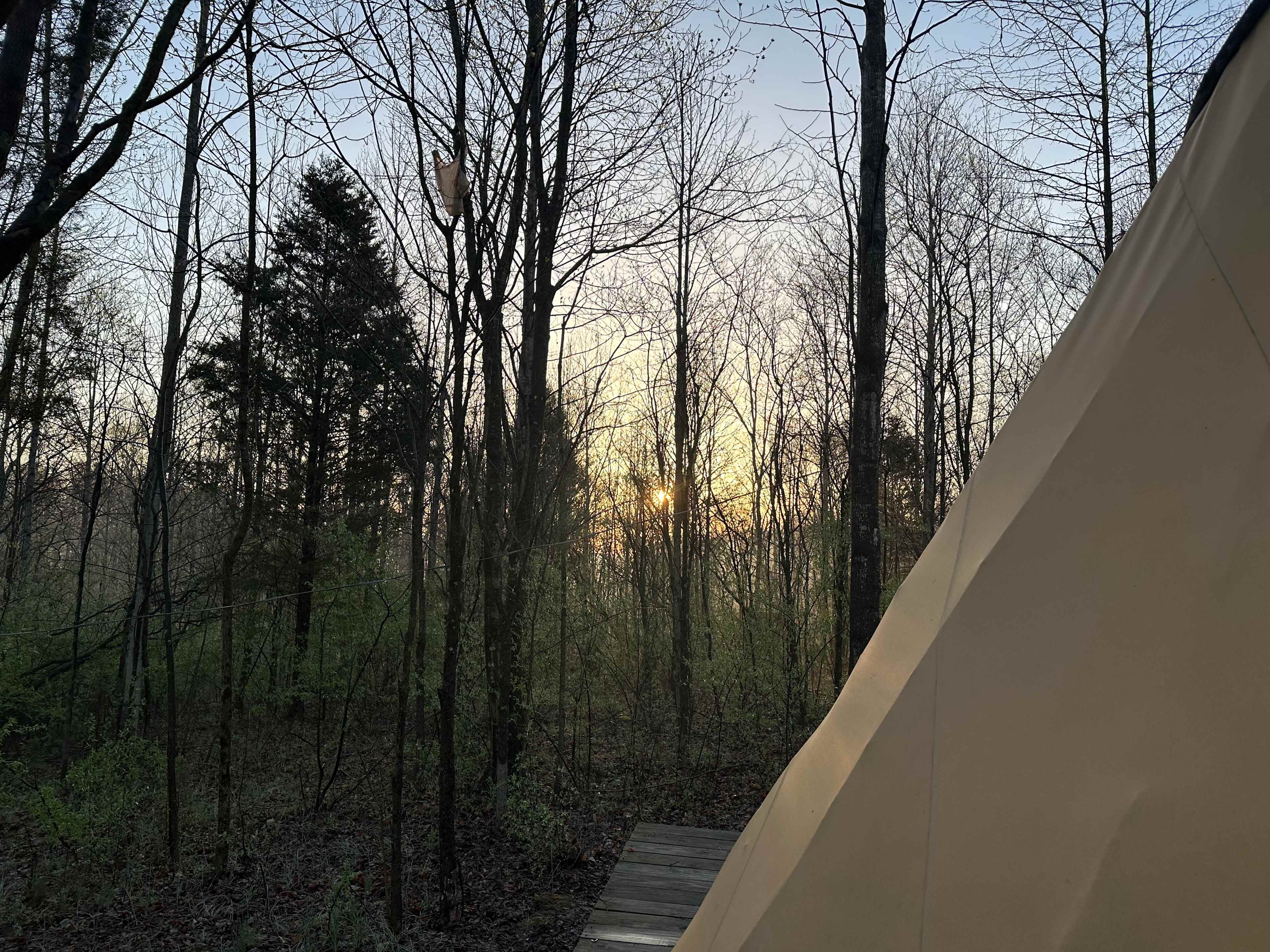The woods 