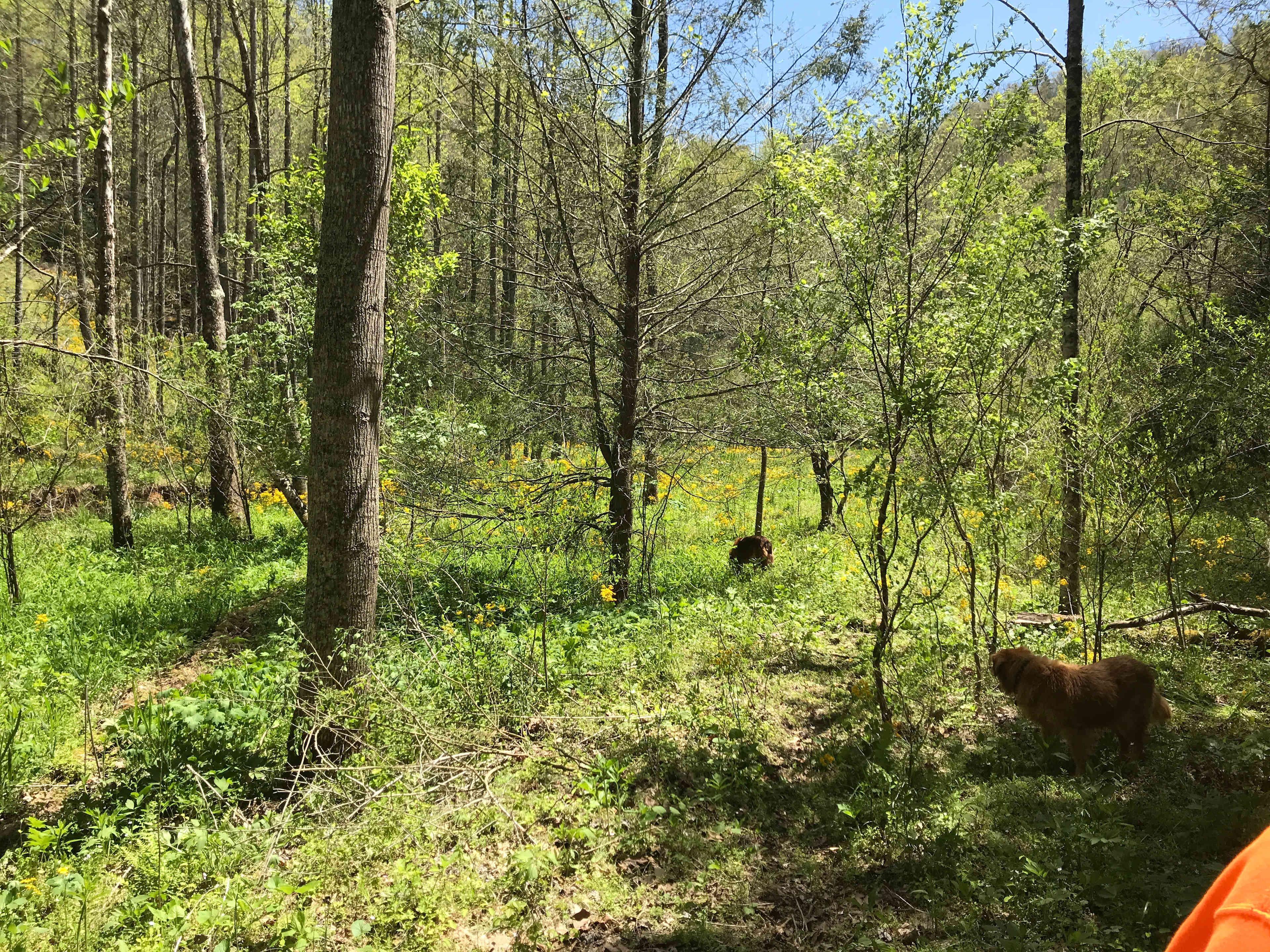 Paradise on Paw Paw