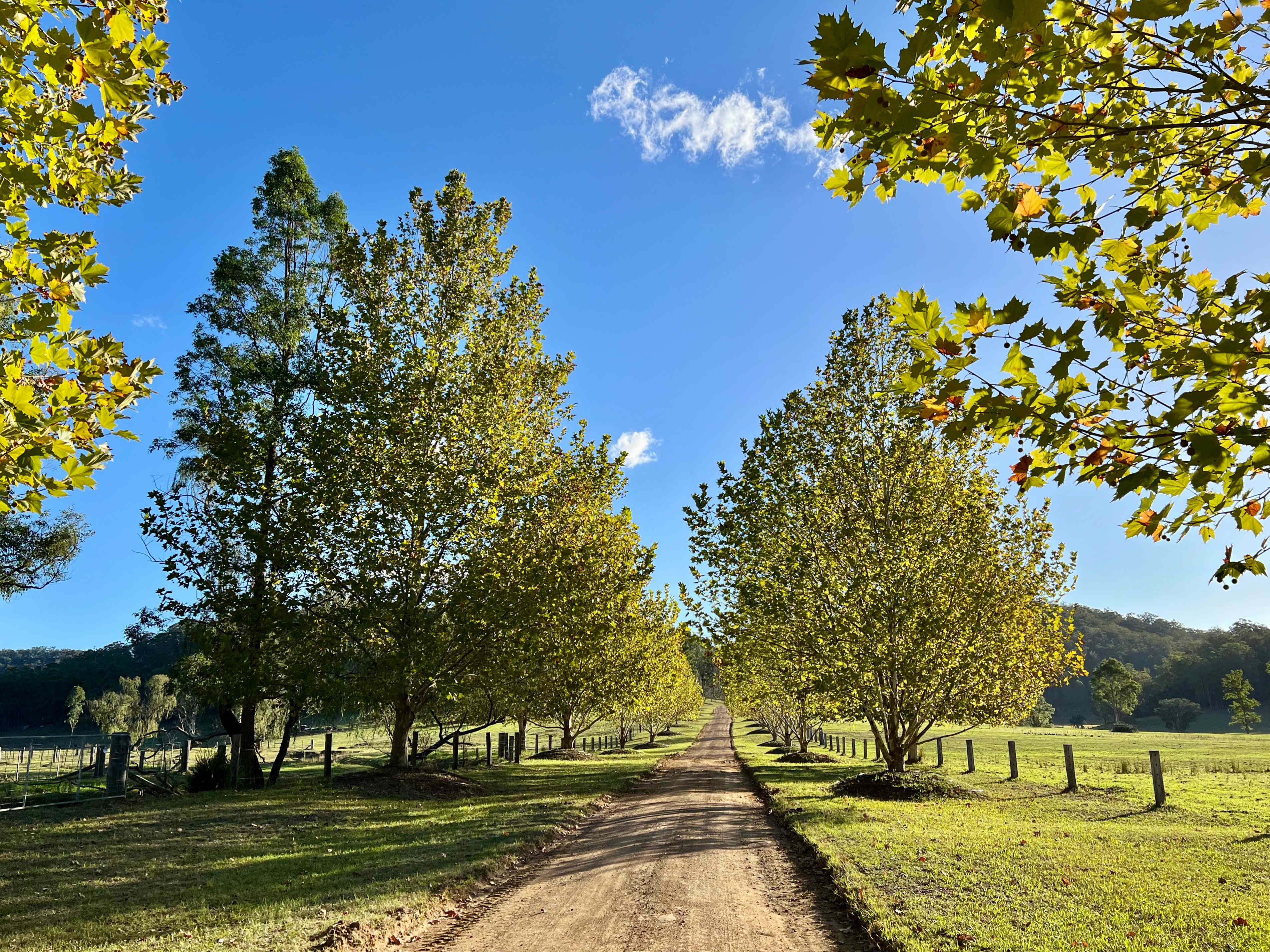 Wollombi Springs
