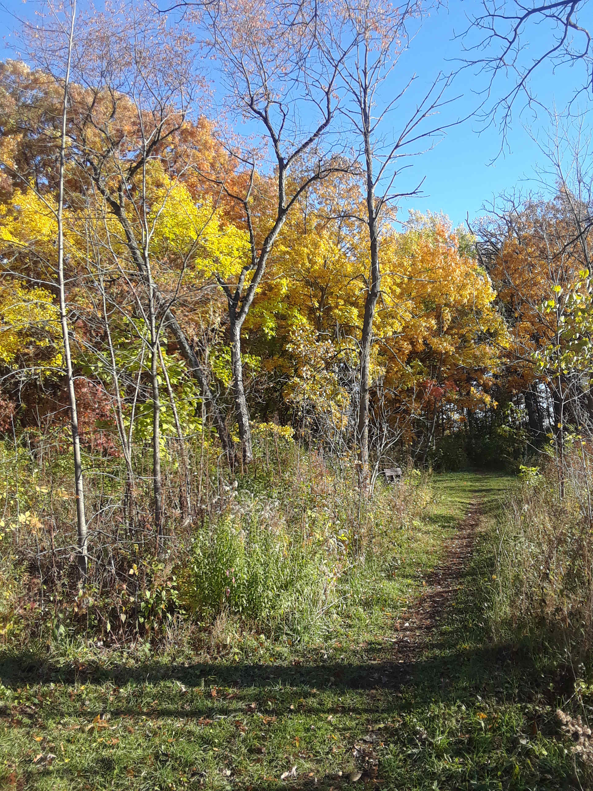 The Commons Oak Savanna