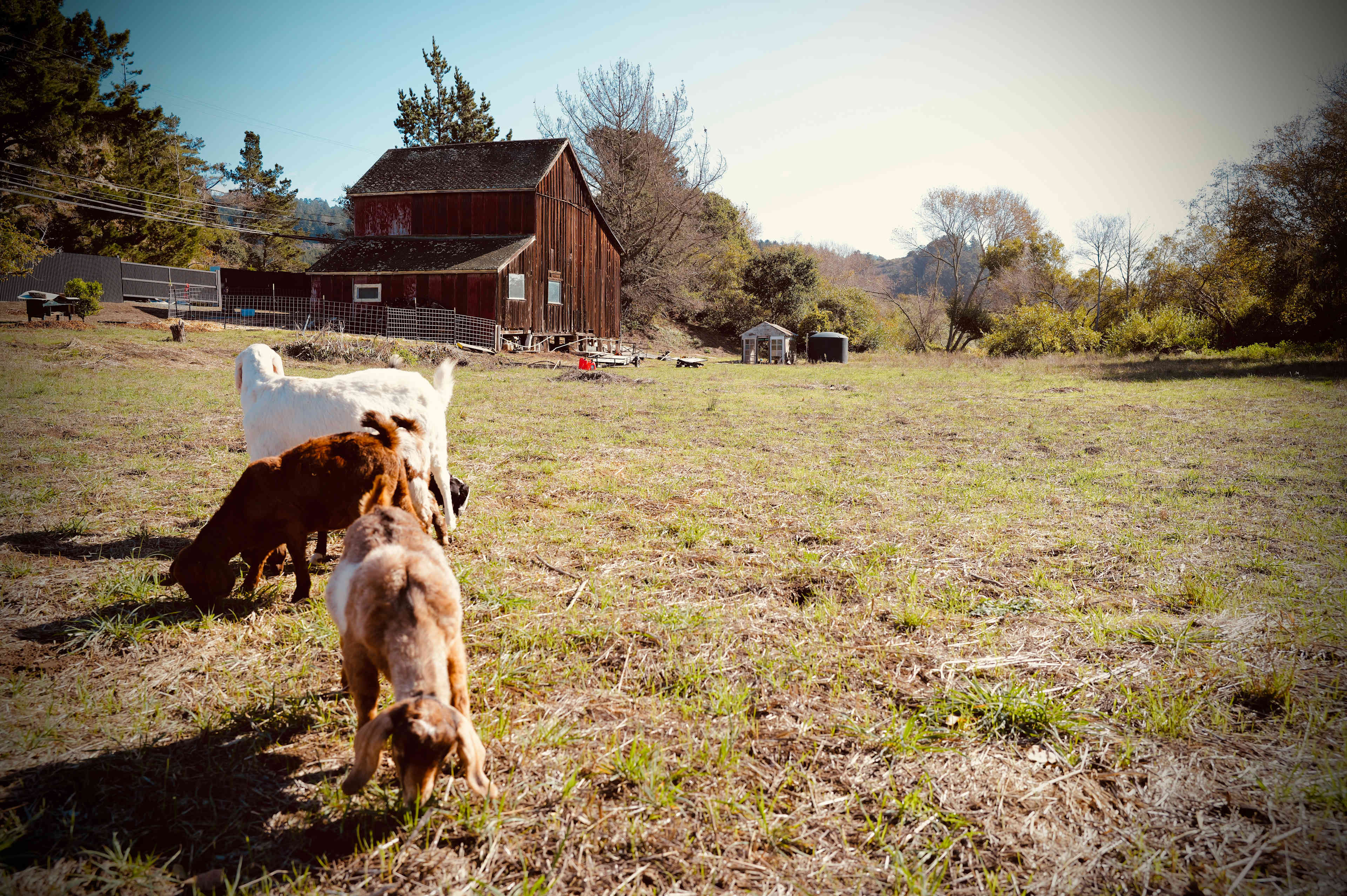 Gro 4 Gold Plant Studio