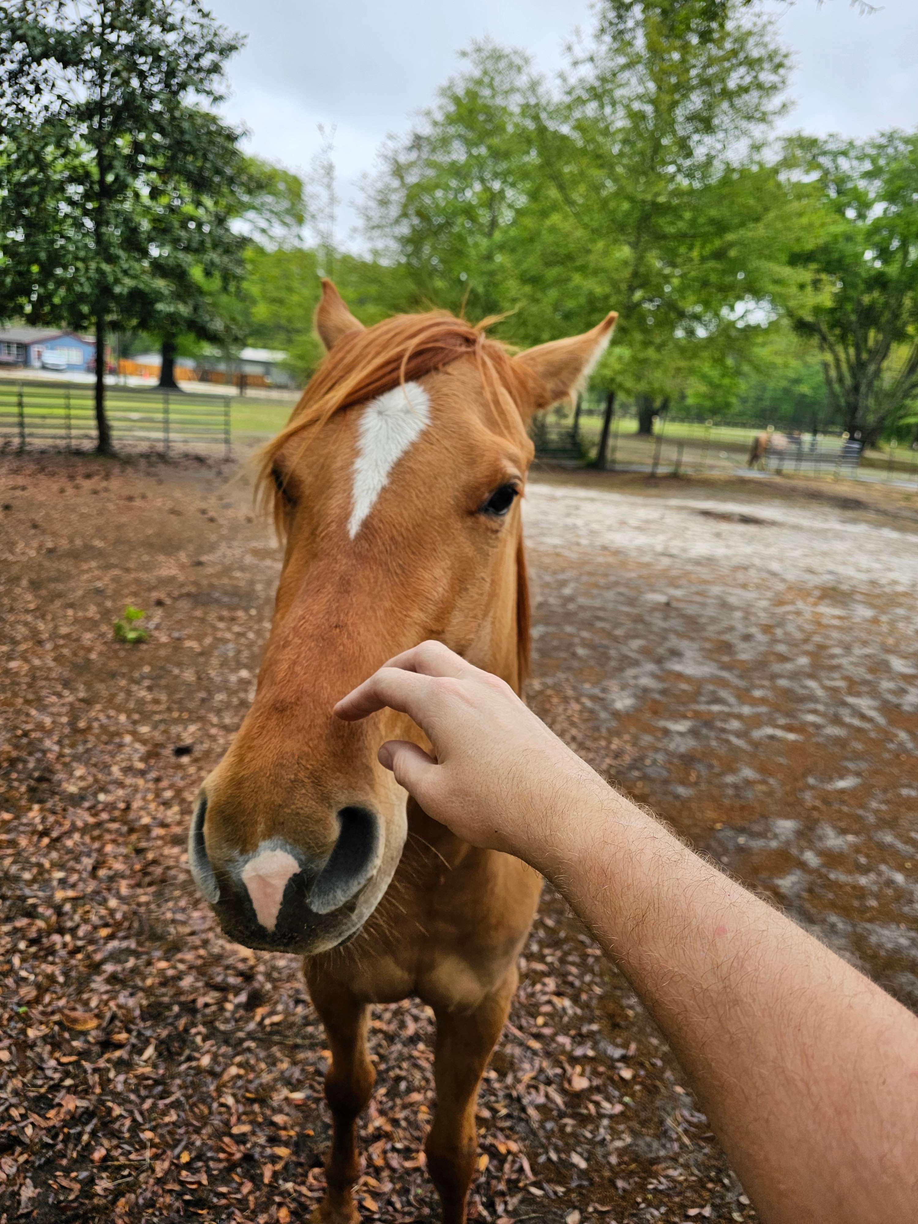 Pet some horses
