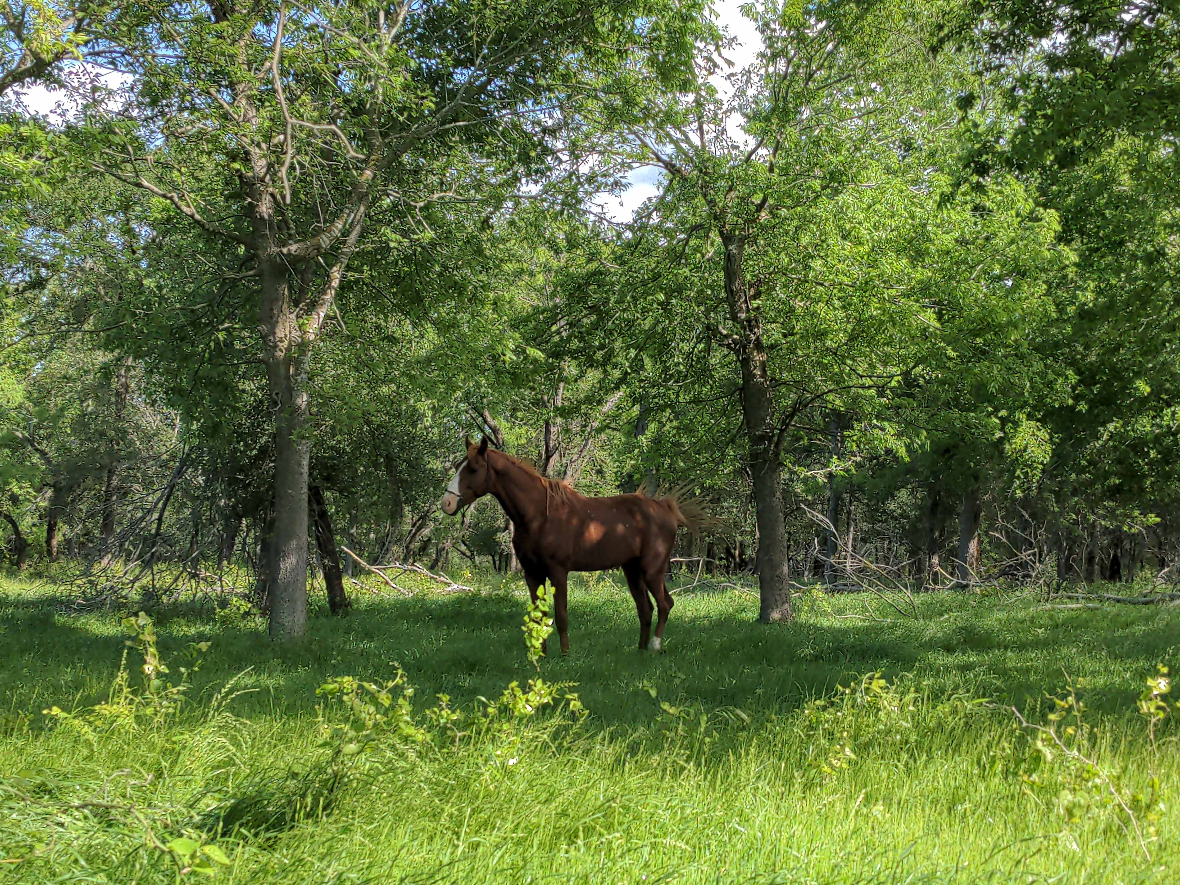 Morrison Farm and Stables