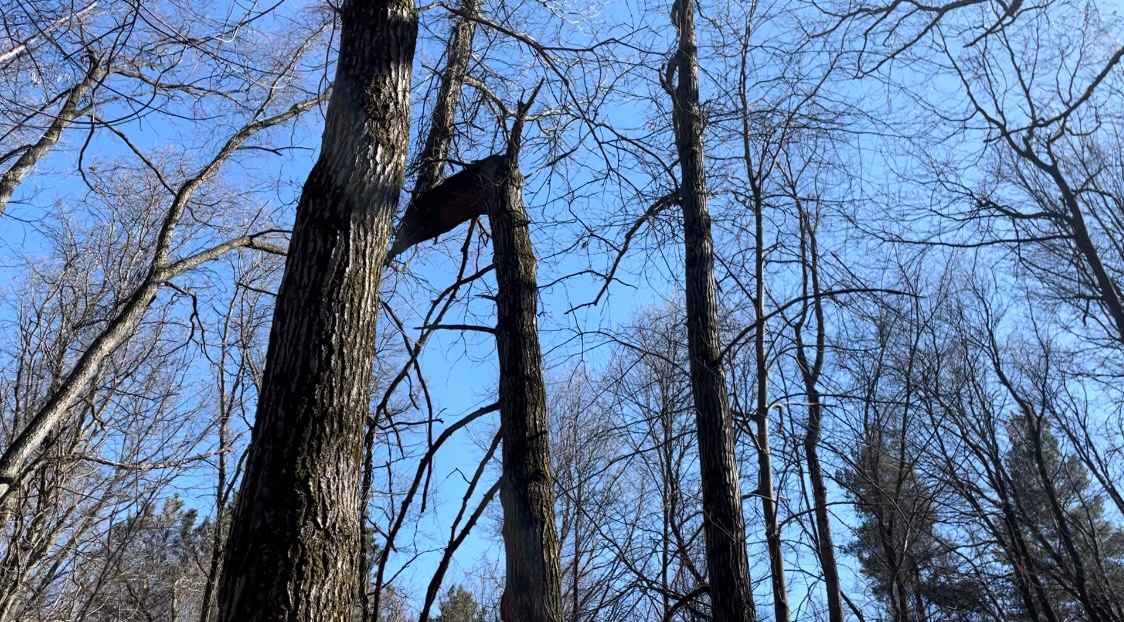 Mulligan's Valley in the Woods