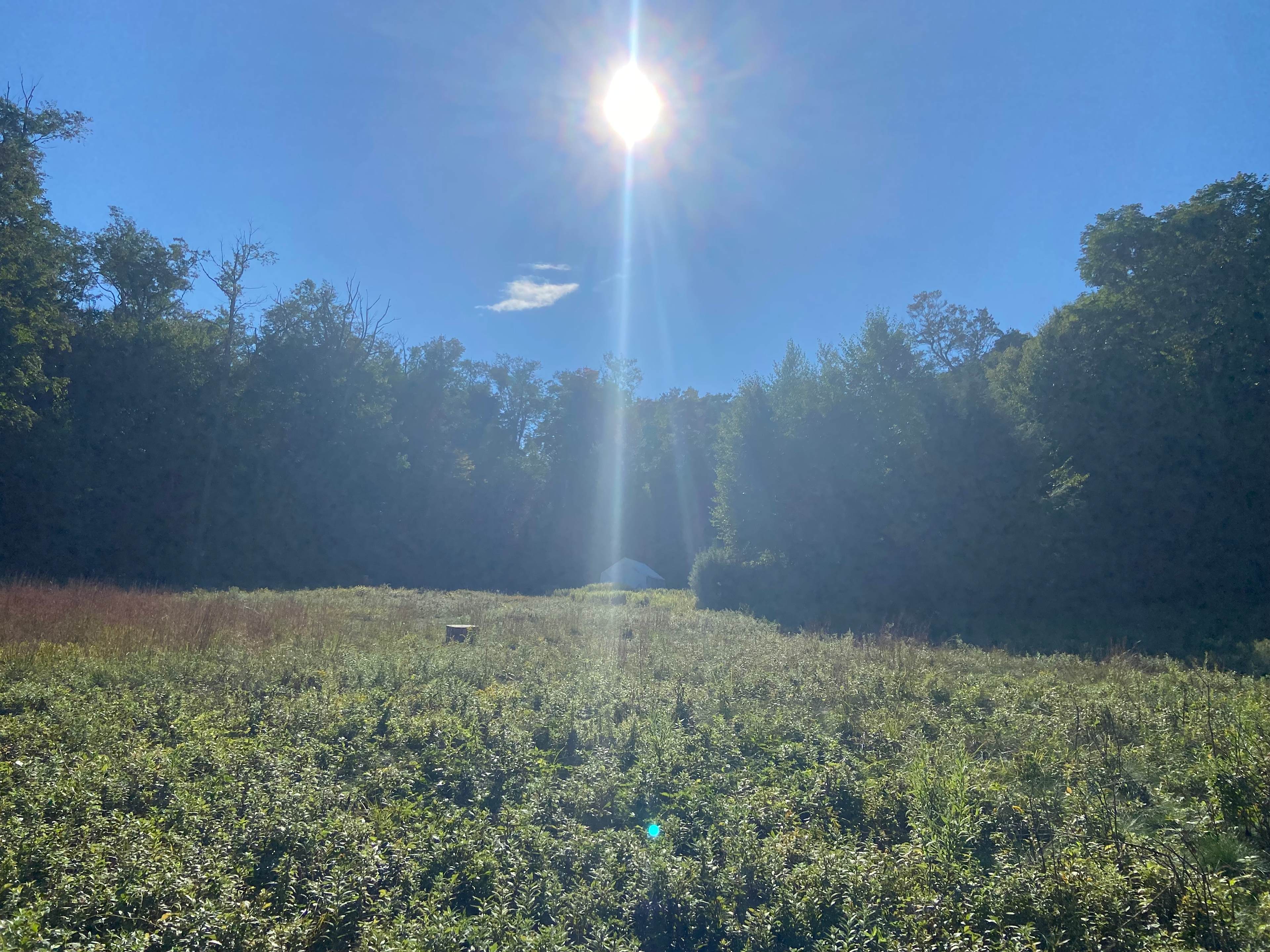 Sunrise Meadow Catskills