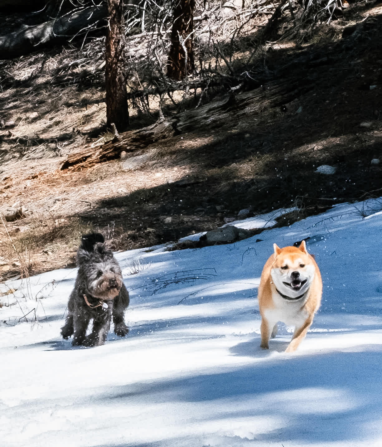 pups loved their first snow